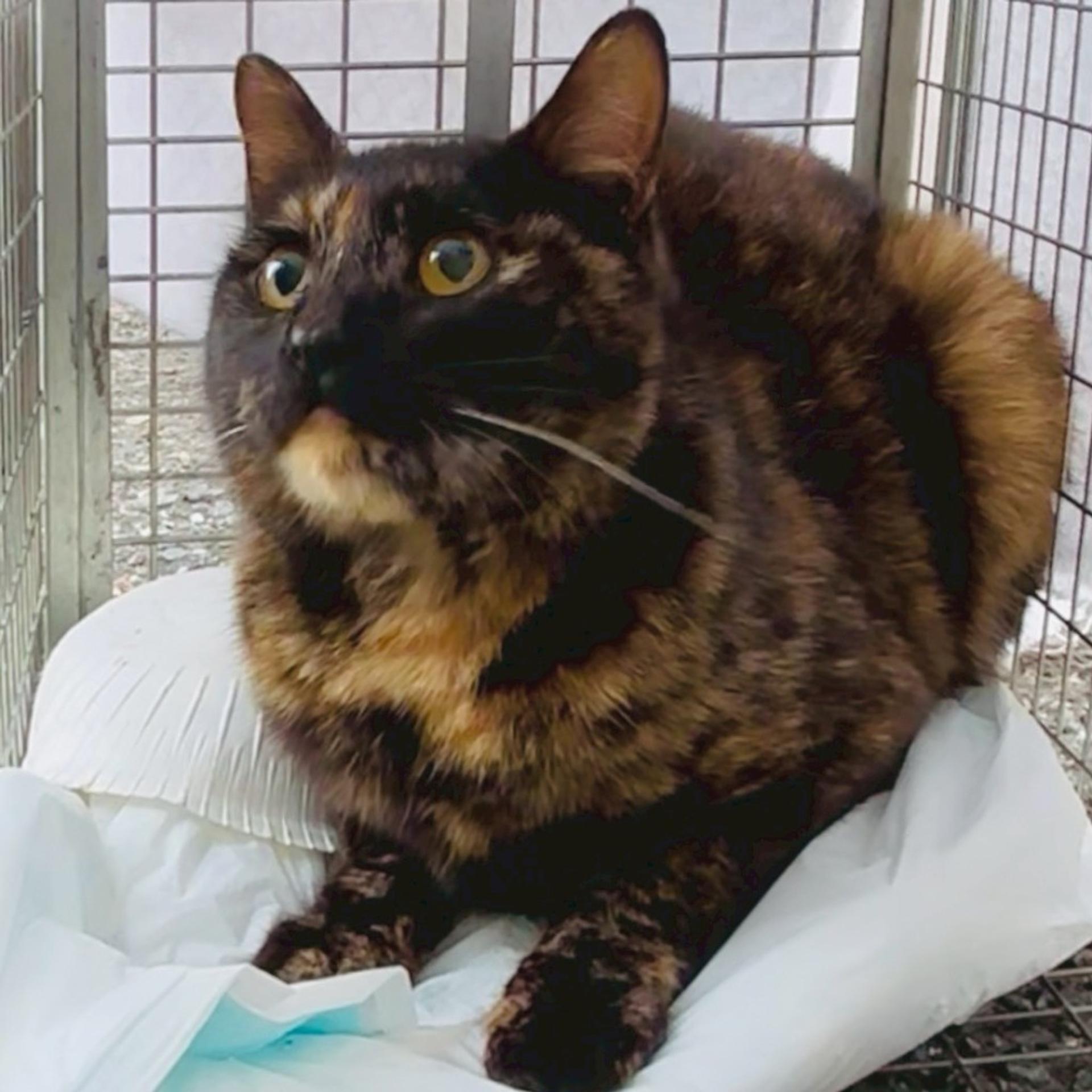 pet-image-5