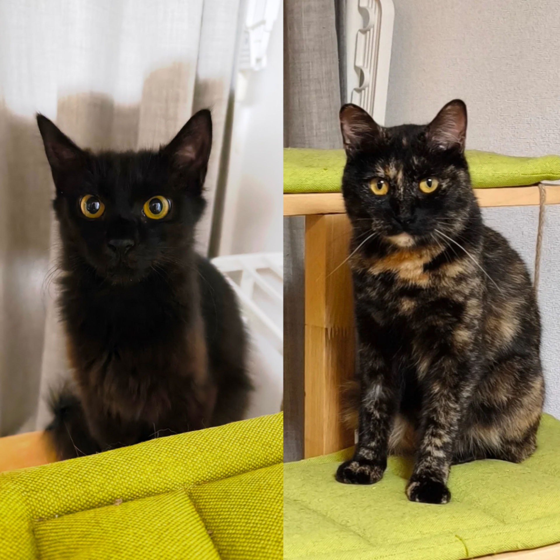 雑種（ミックス猫）・メスの里親募集の写真