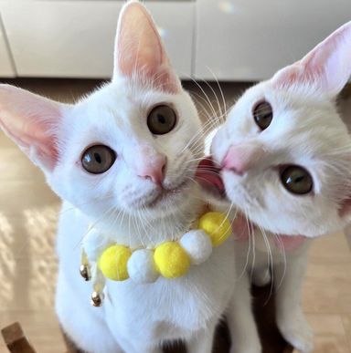 雑種（ミックス猫）・メスの里親募集の写真