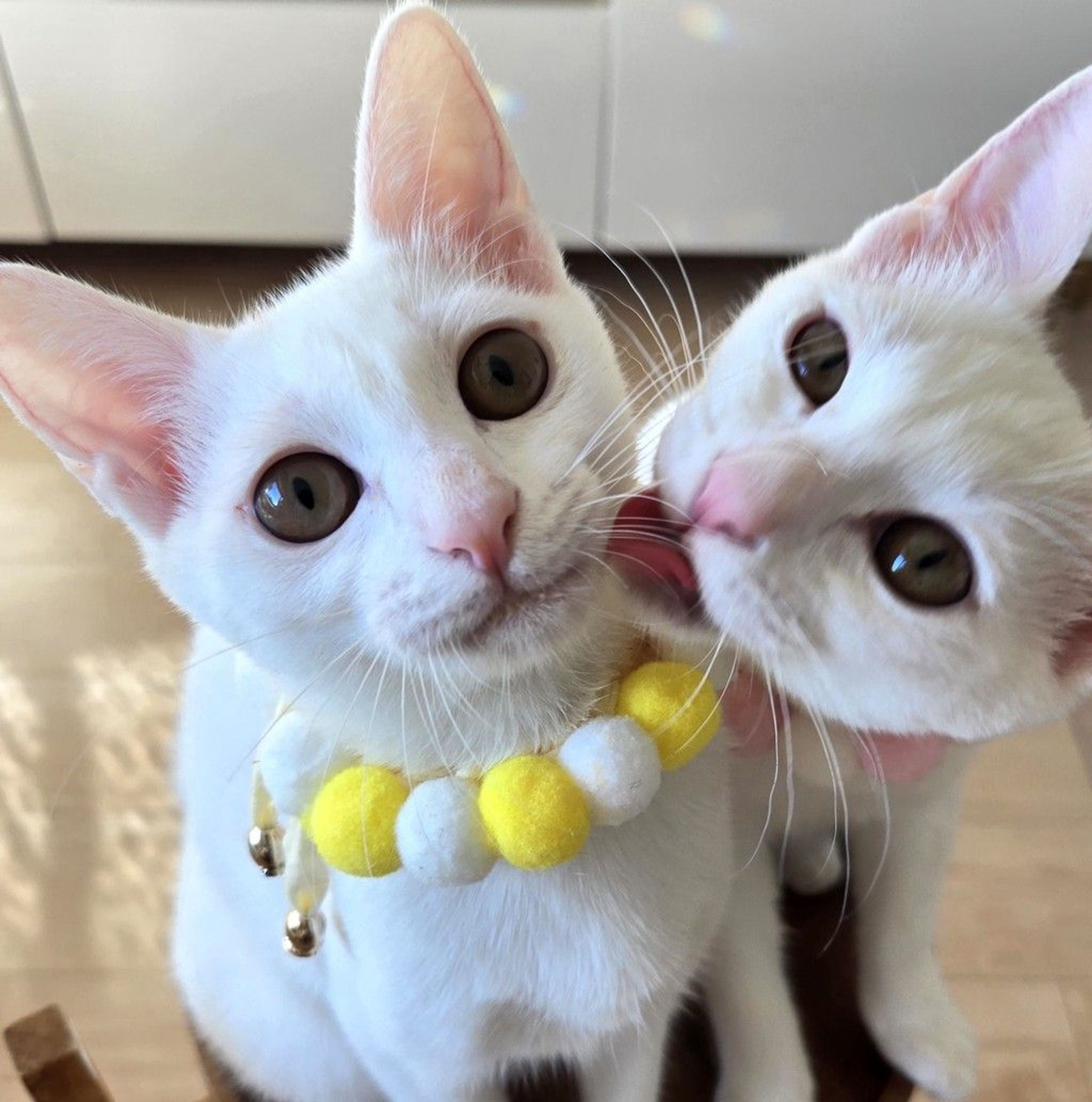 雑種（ミックス猫）・メスの里親募集の写真