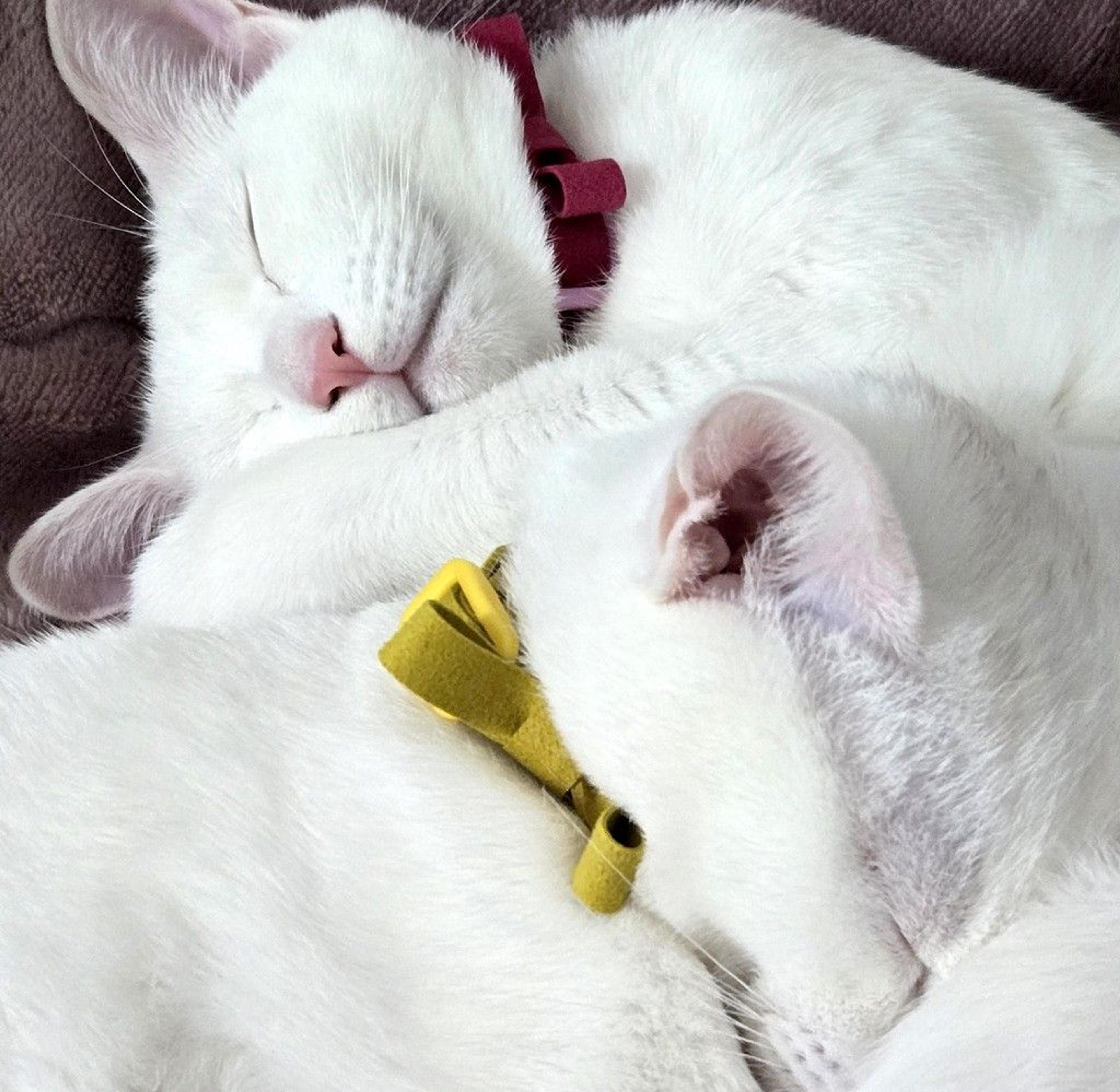 pet-image-3