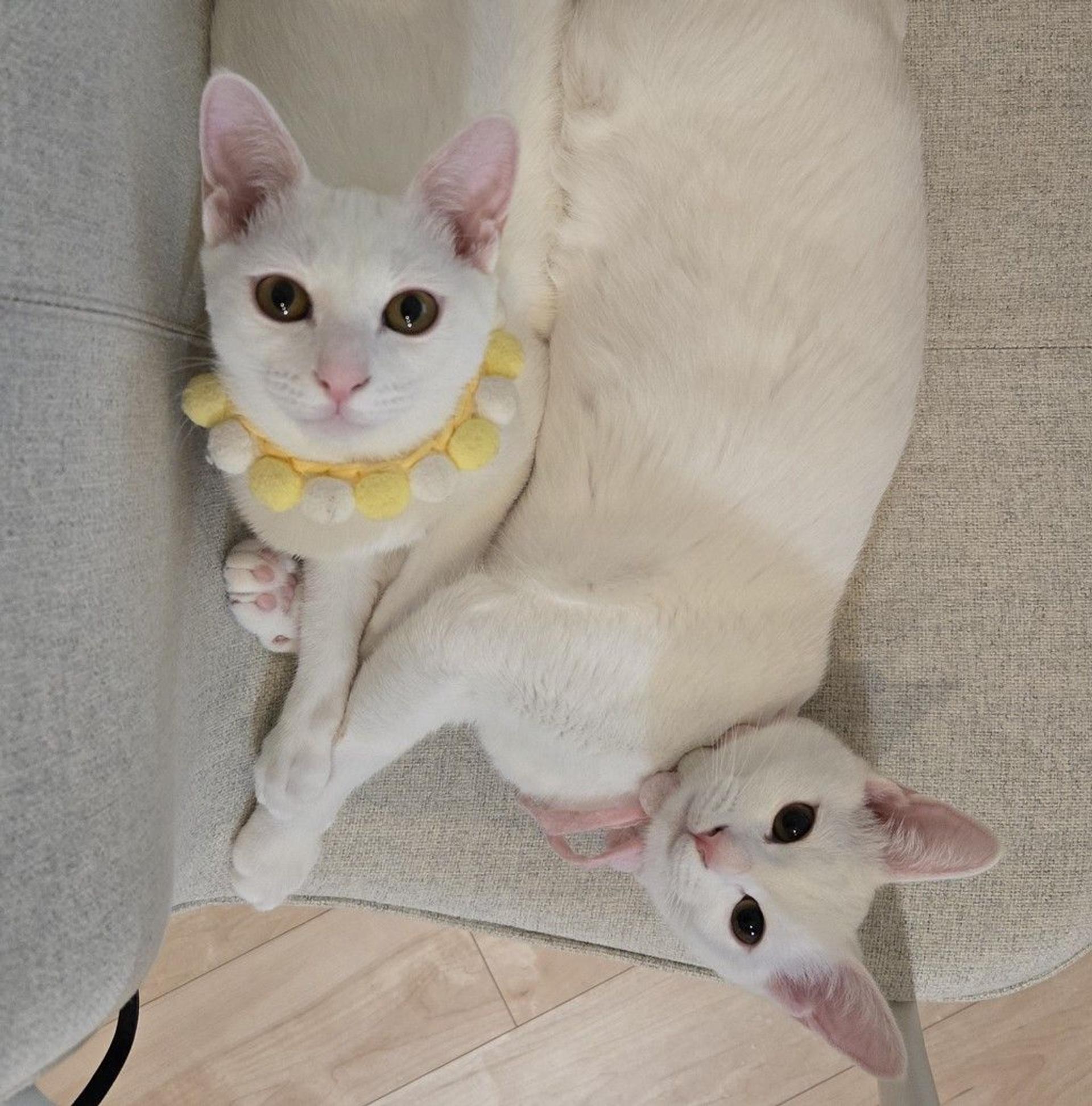 pet-image-4