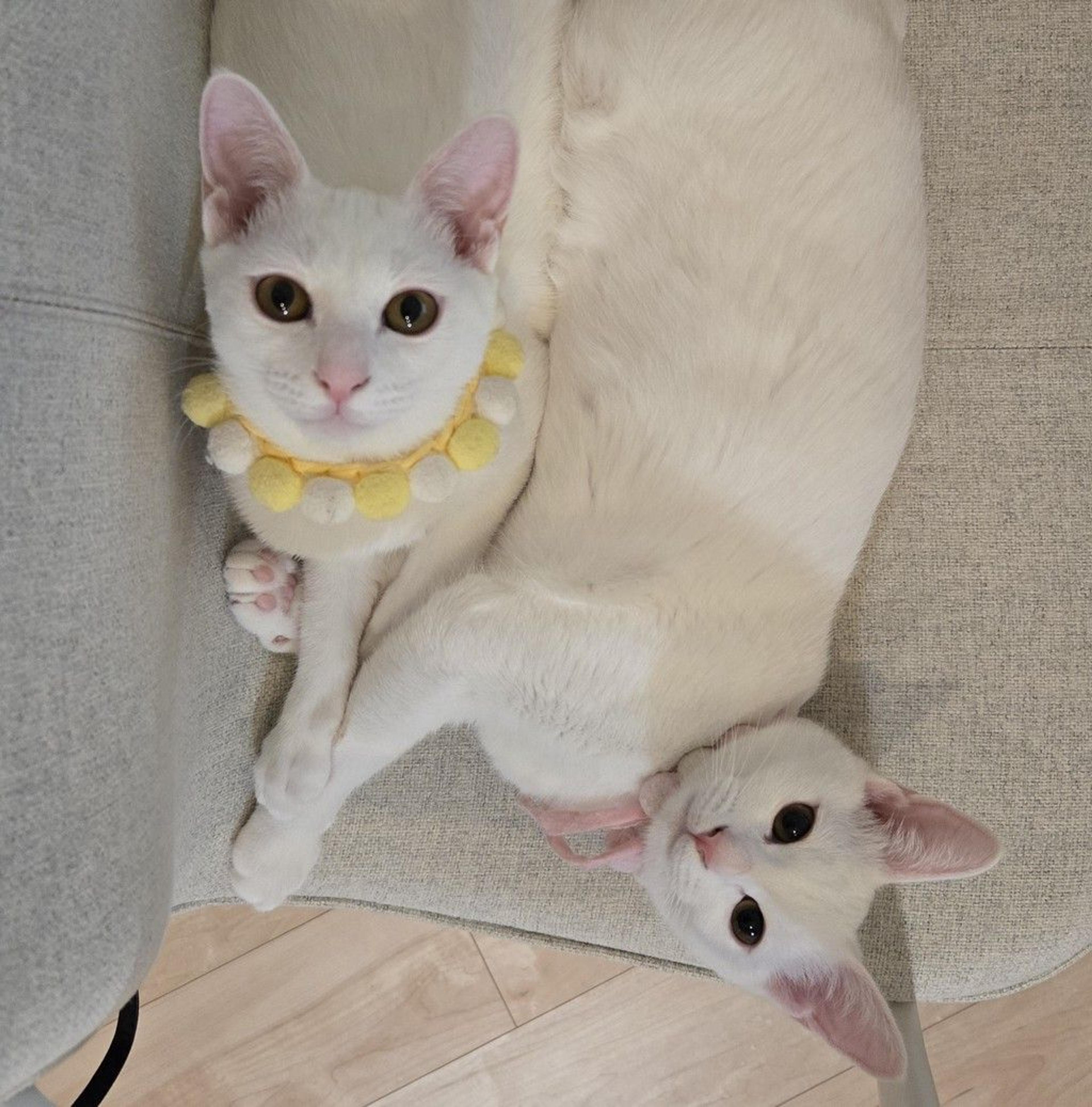 pet-image-4