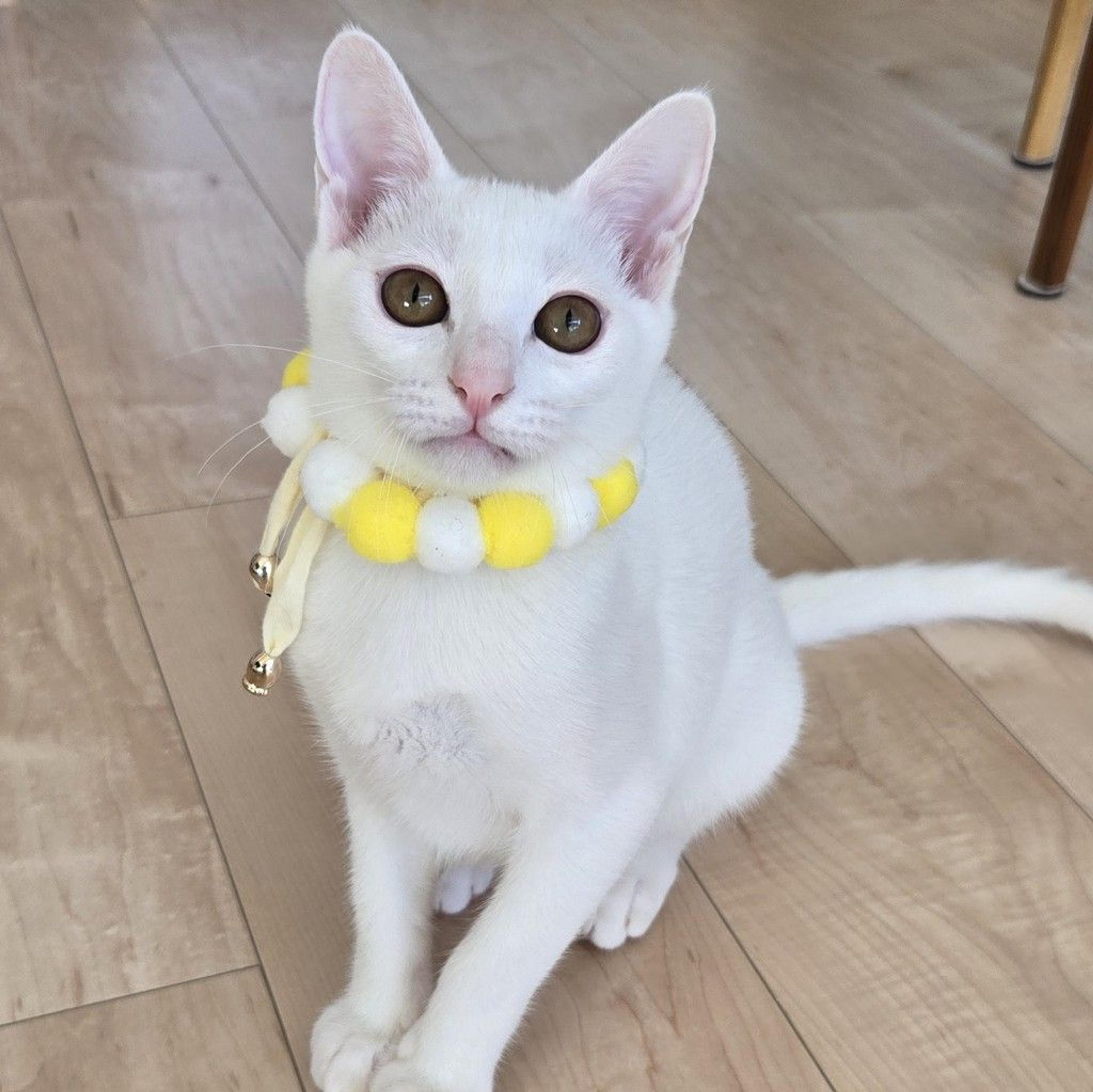 pet-image-6