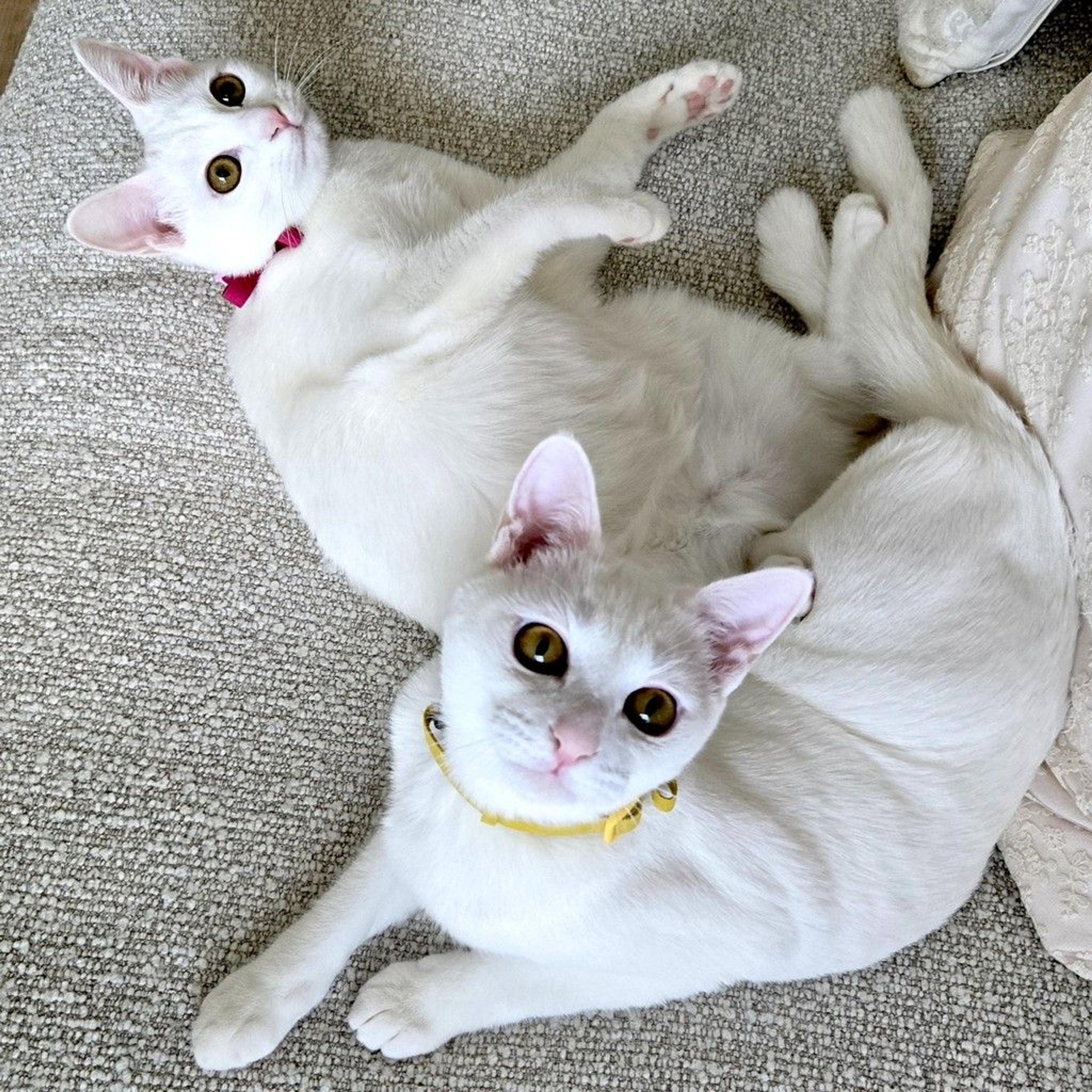 pet-image-7