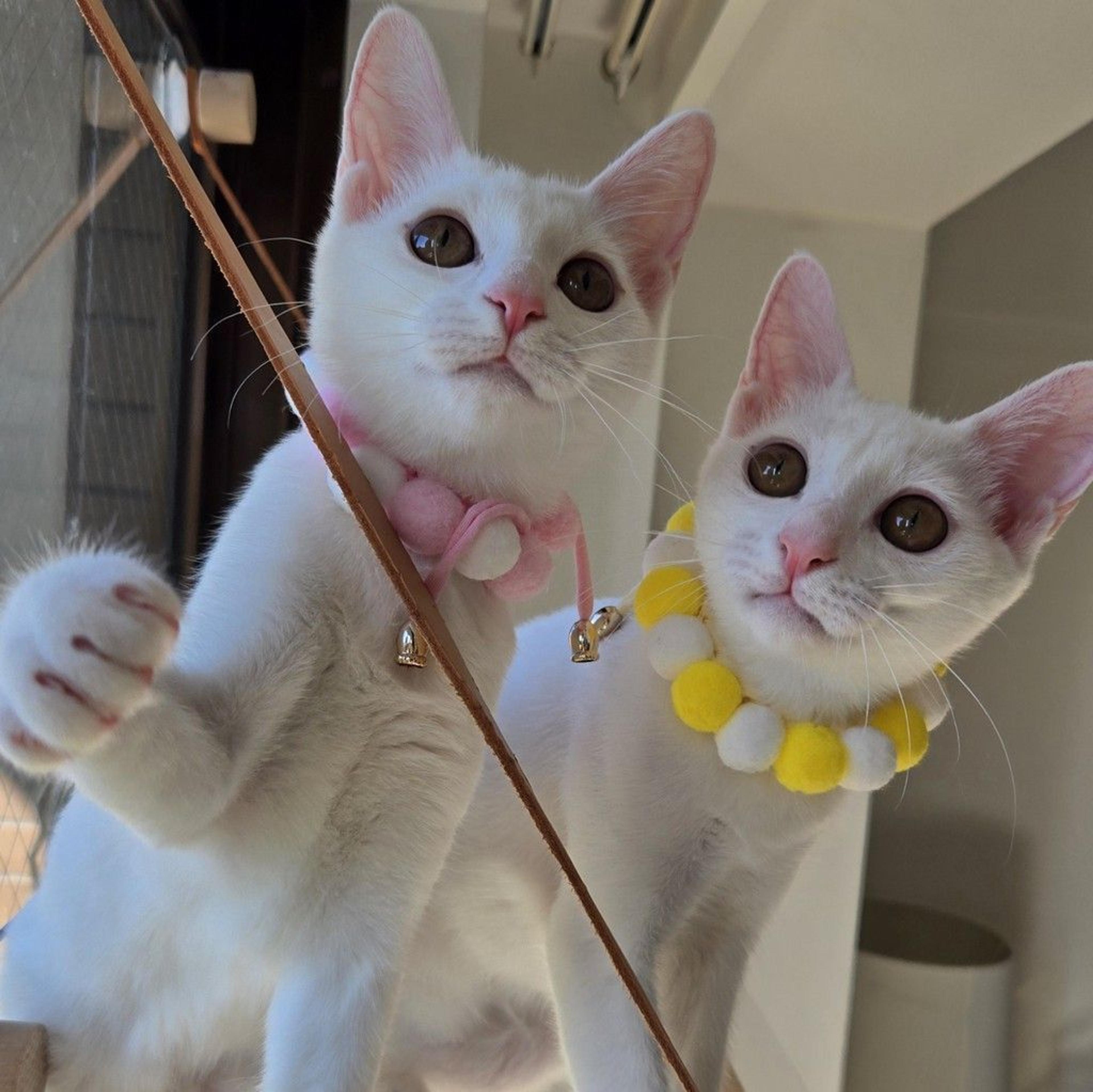pet-image-8