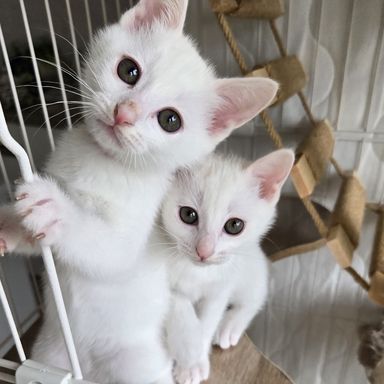 ひな＆まり