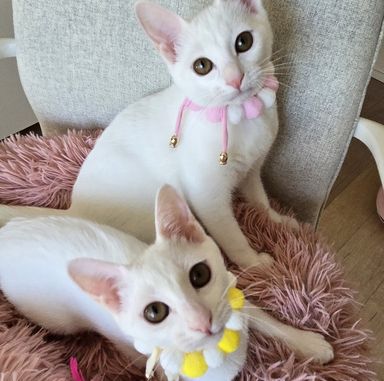 ひな＆まり