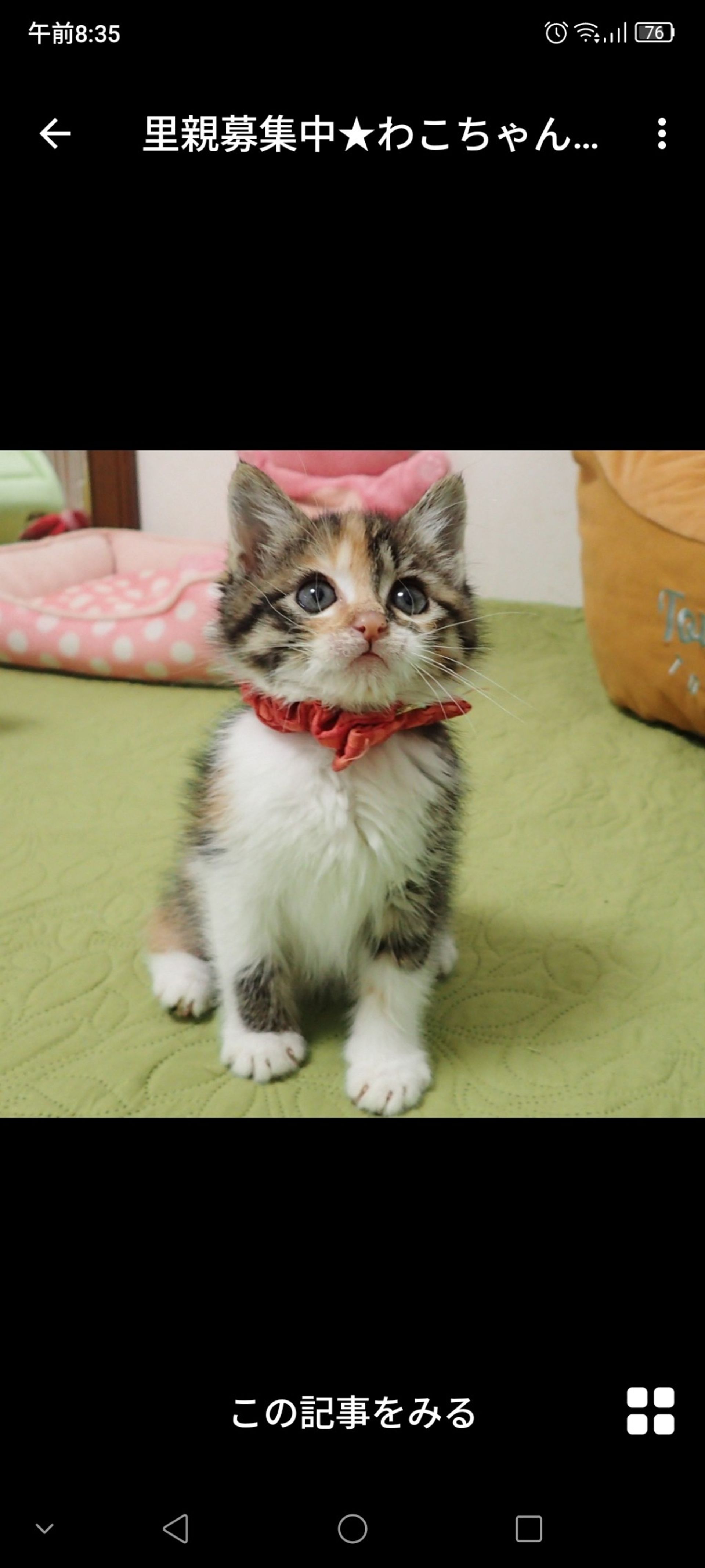 日本猫・メスの里親募集の写真