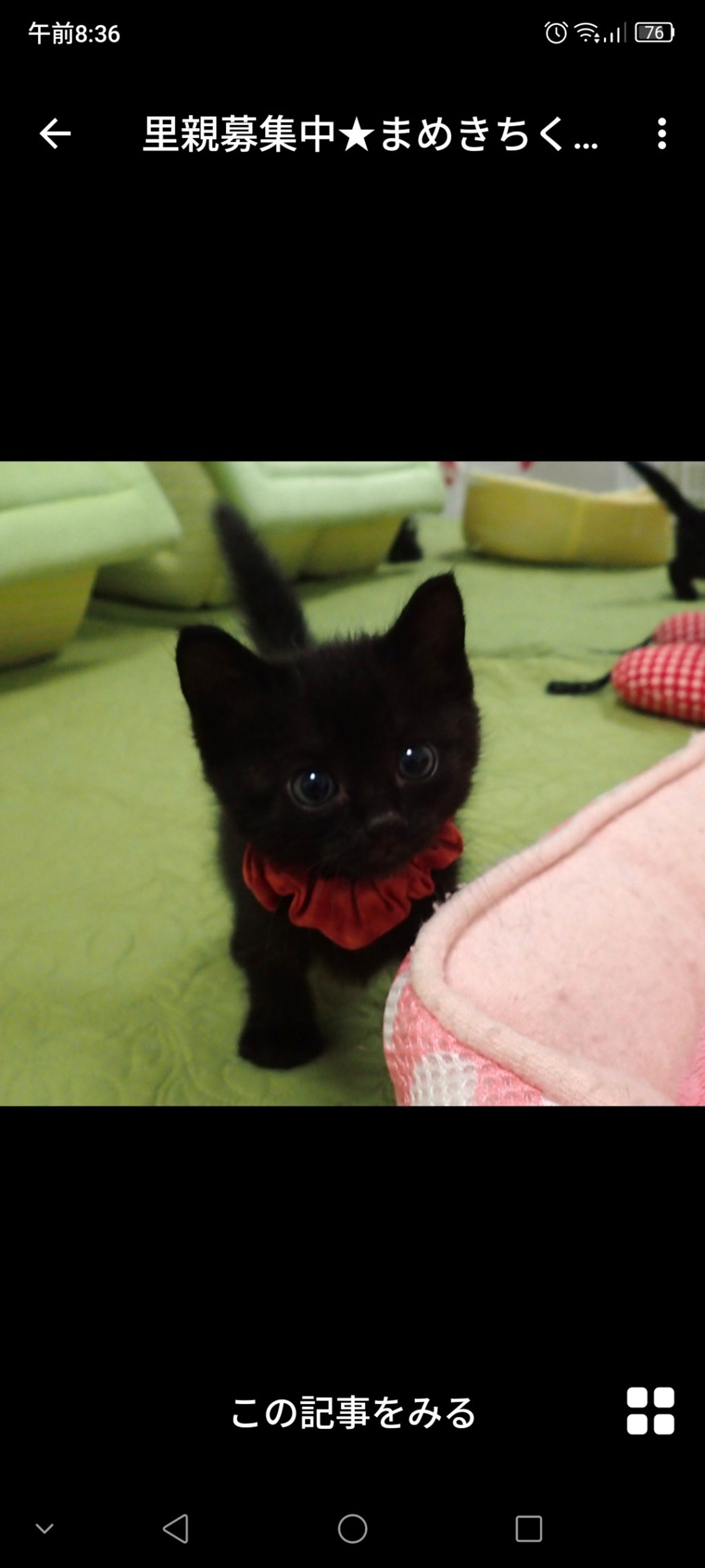 雑種（ミックス猫）・オスの里親募集の写真
