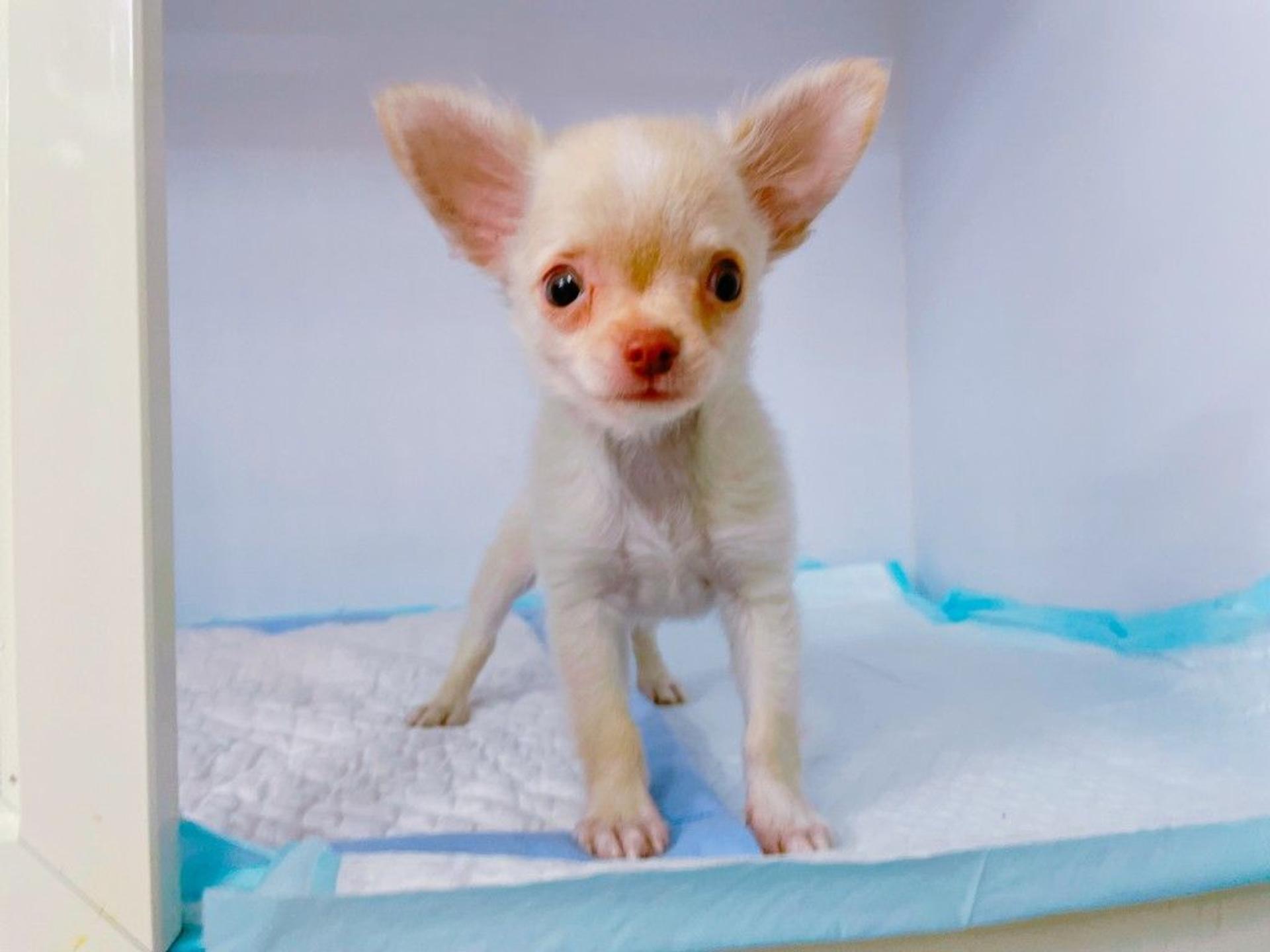 pet-image-2