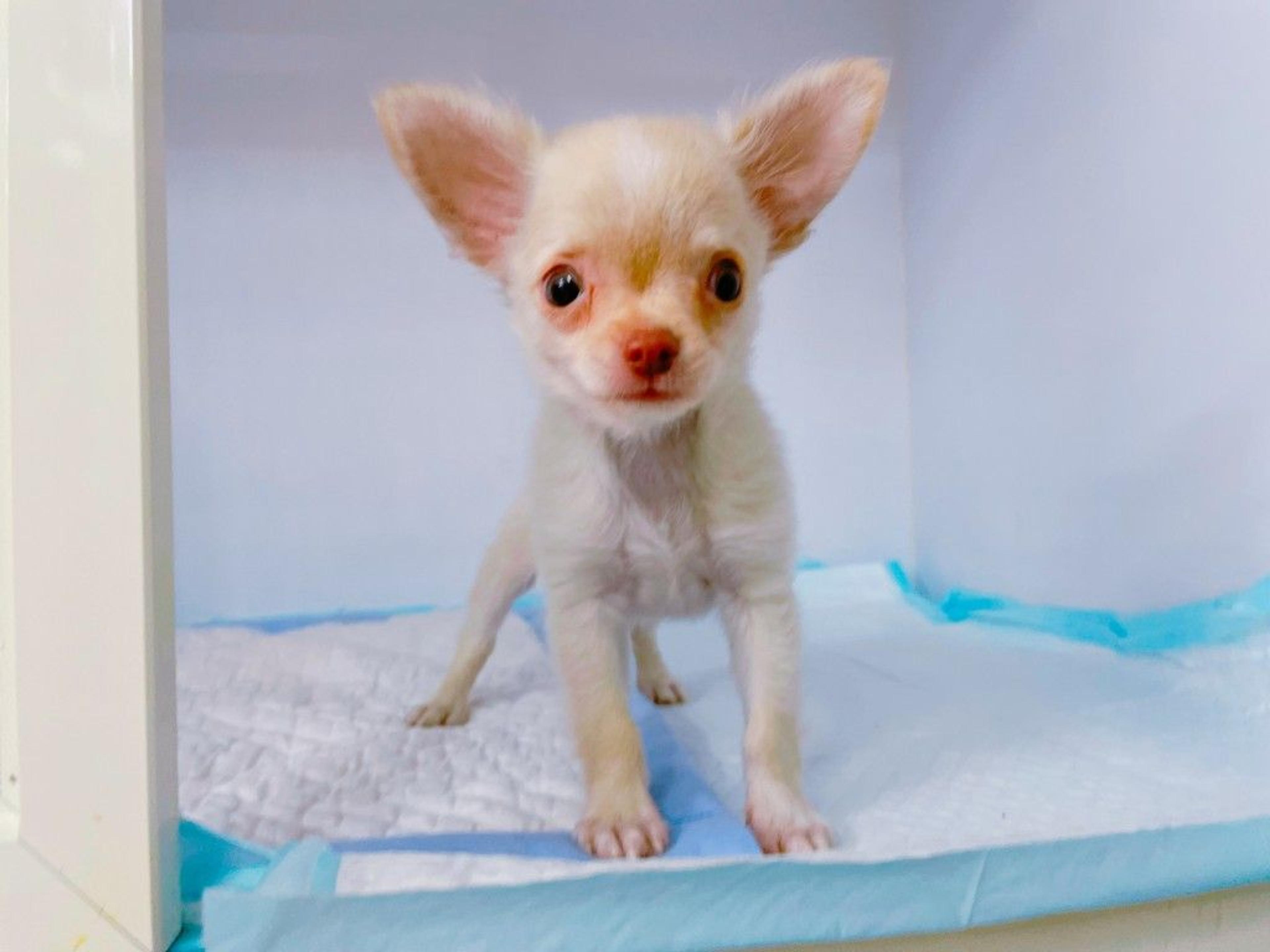 pet-image-2