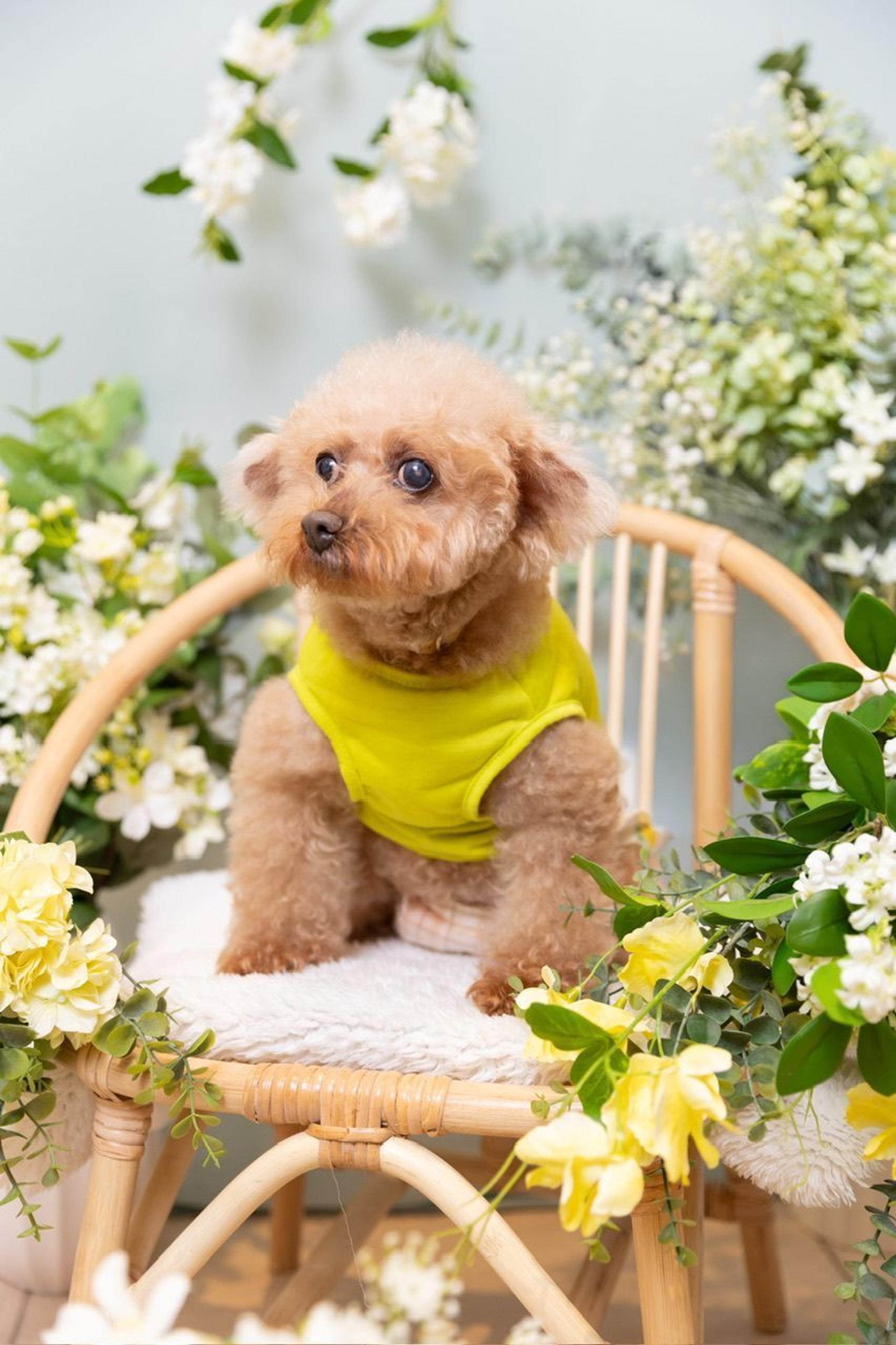 pet-image-2