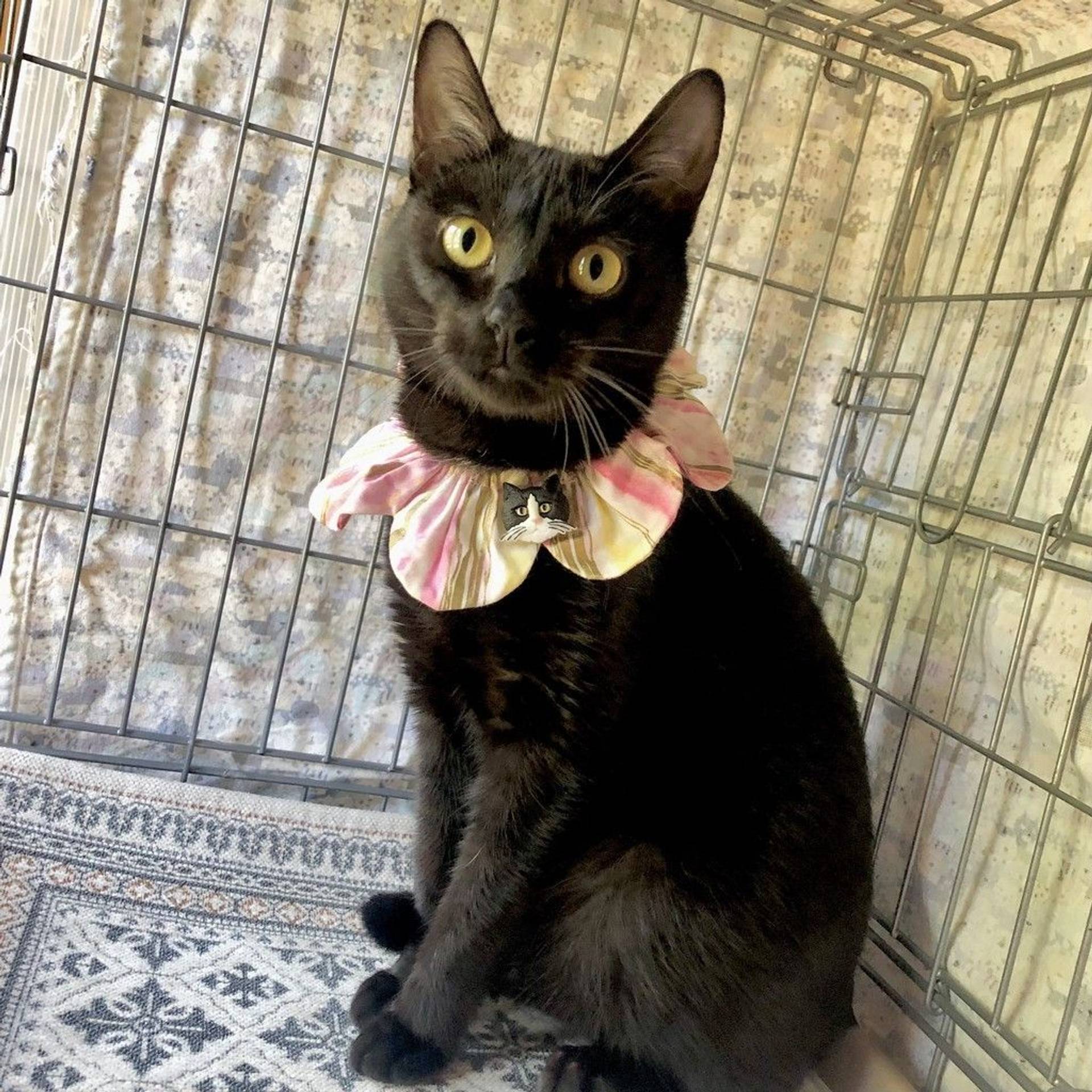 雑種（ミックス猫）・メスの里親募集の写真