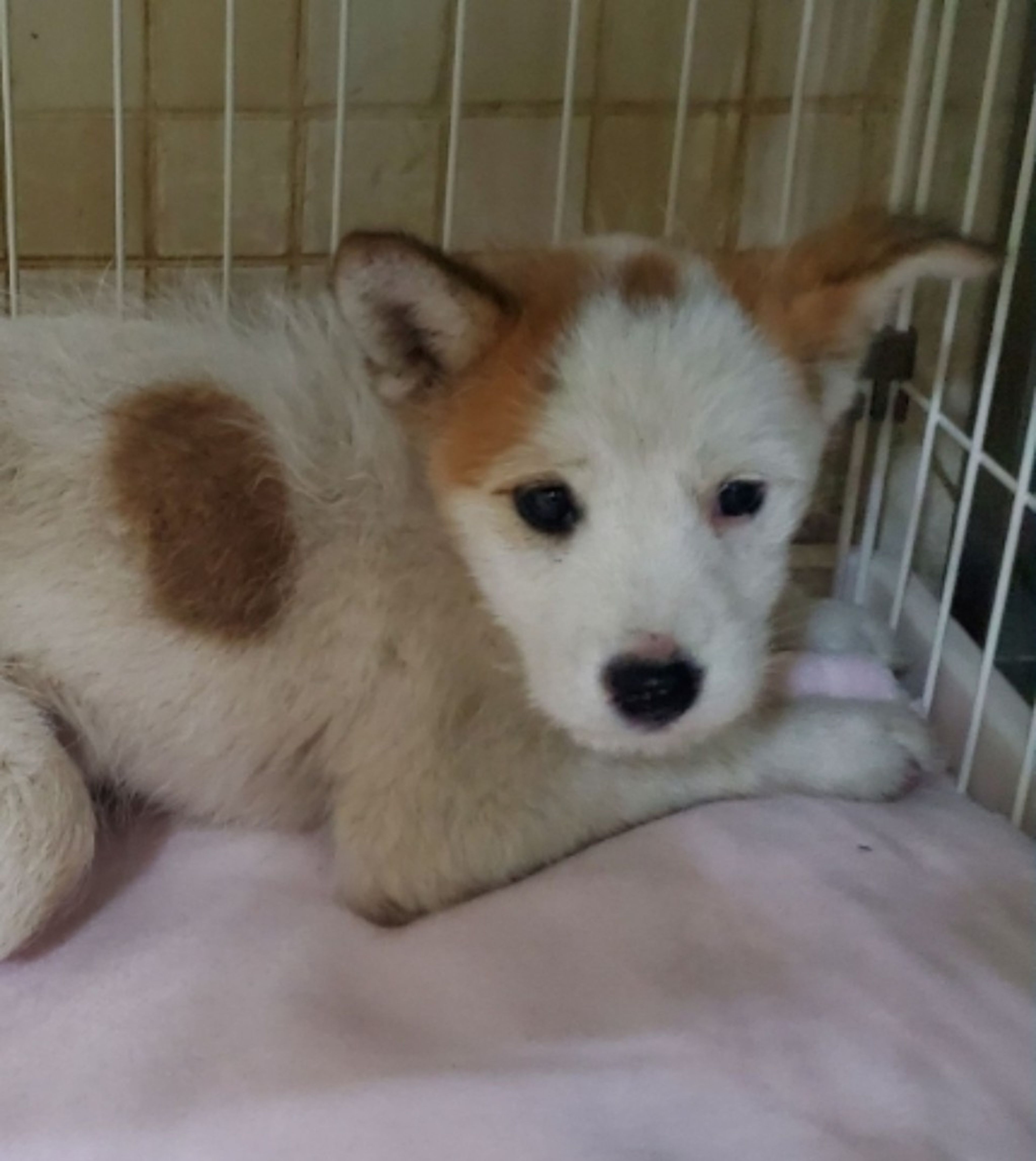 雑種（ミックス犬）・オスの里親募集の写真