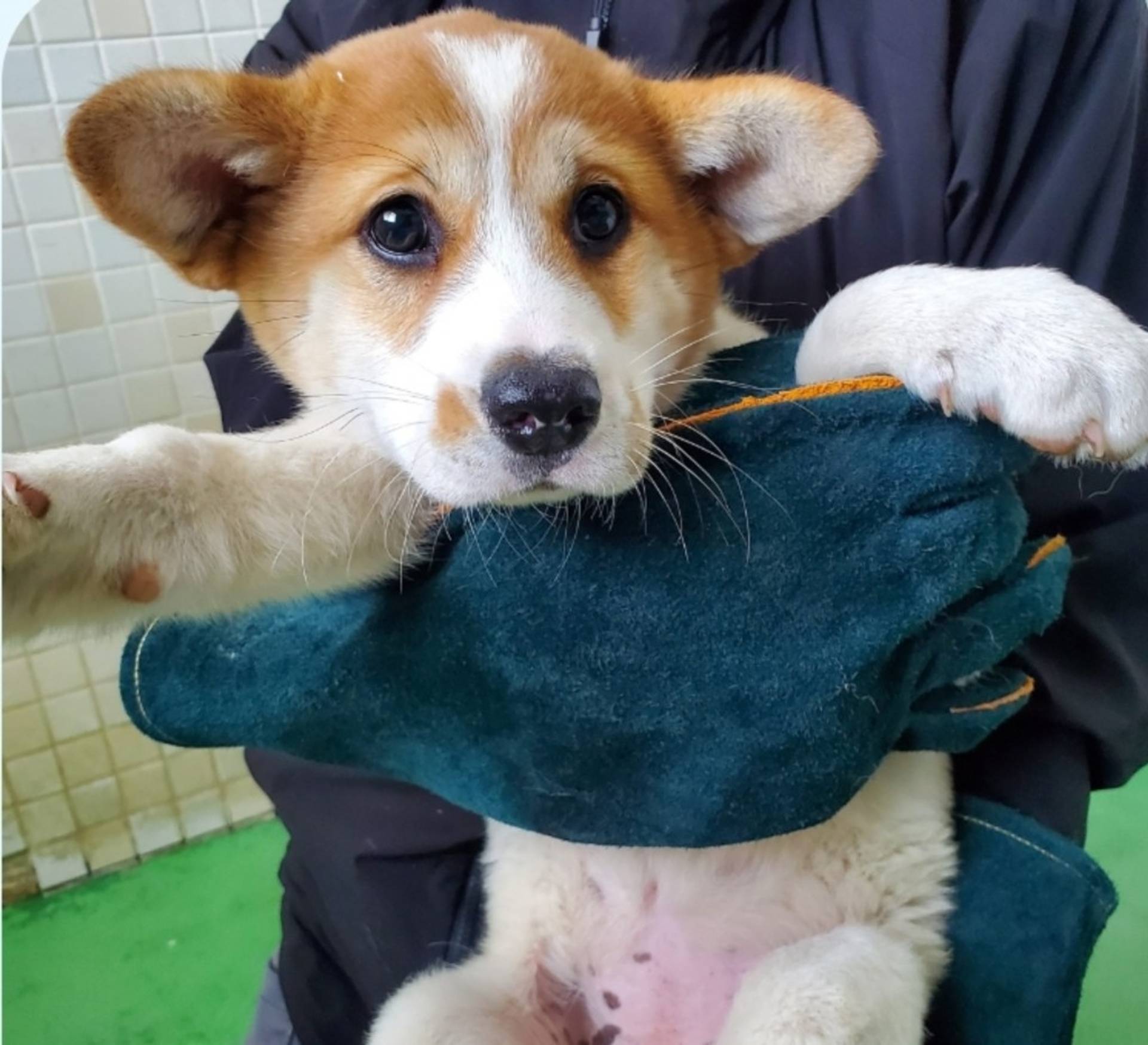 雑種（ミックス犬）・メスの里親募集の写真