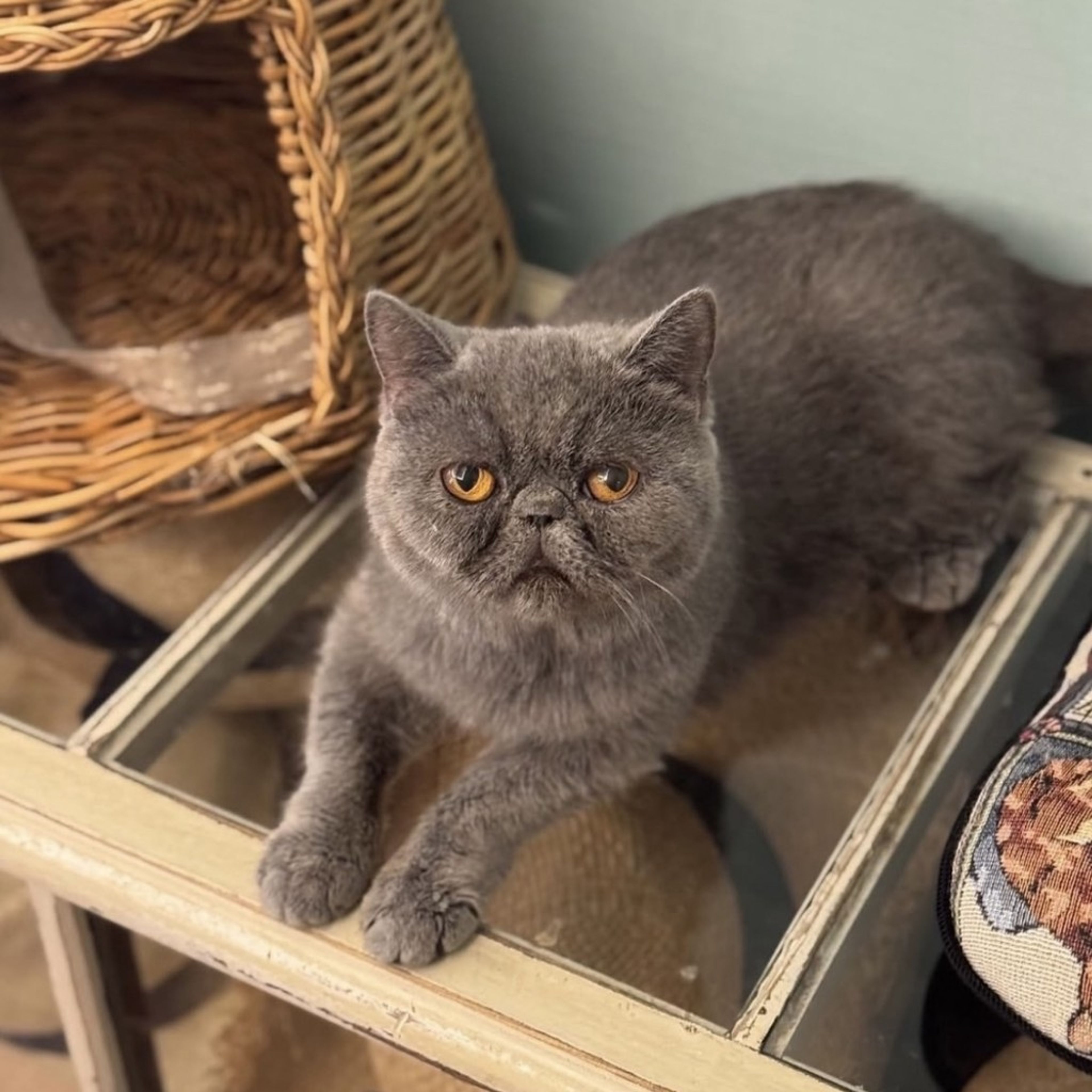 エキゾチックショートヘア・メスの里親募集の写真