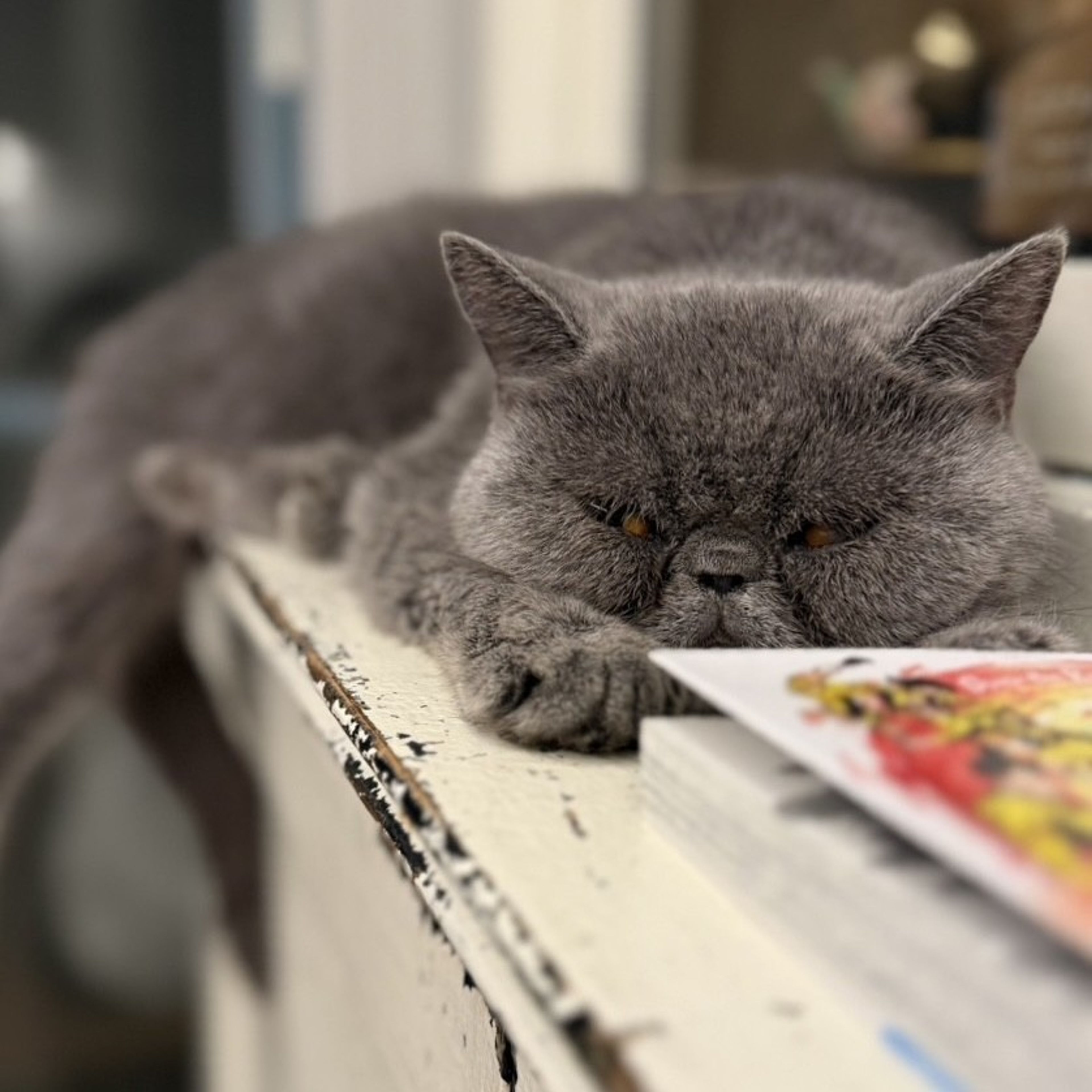 pet-image-3