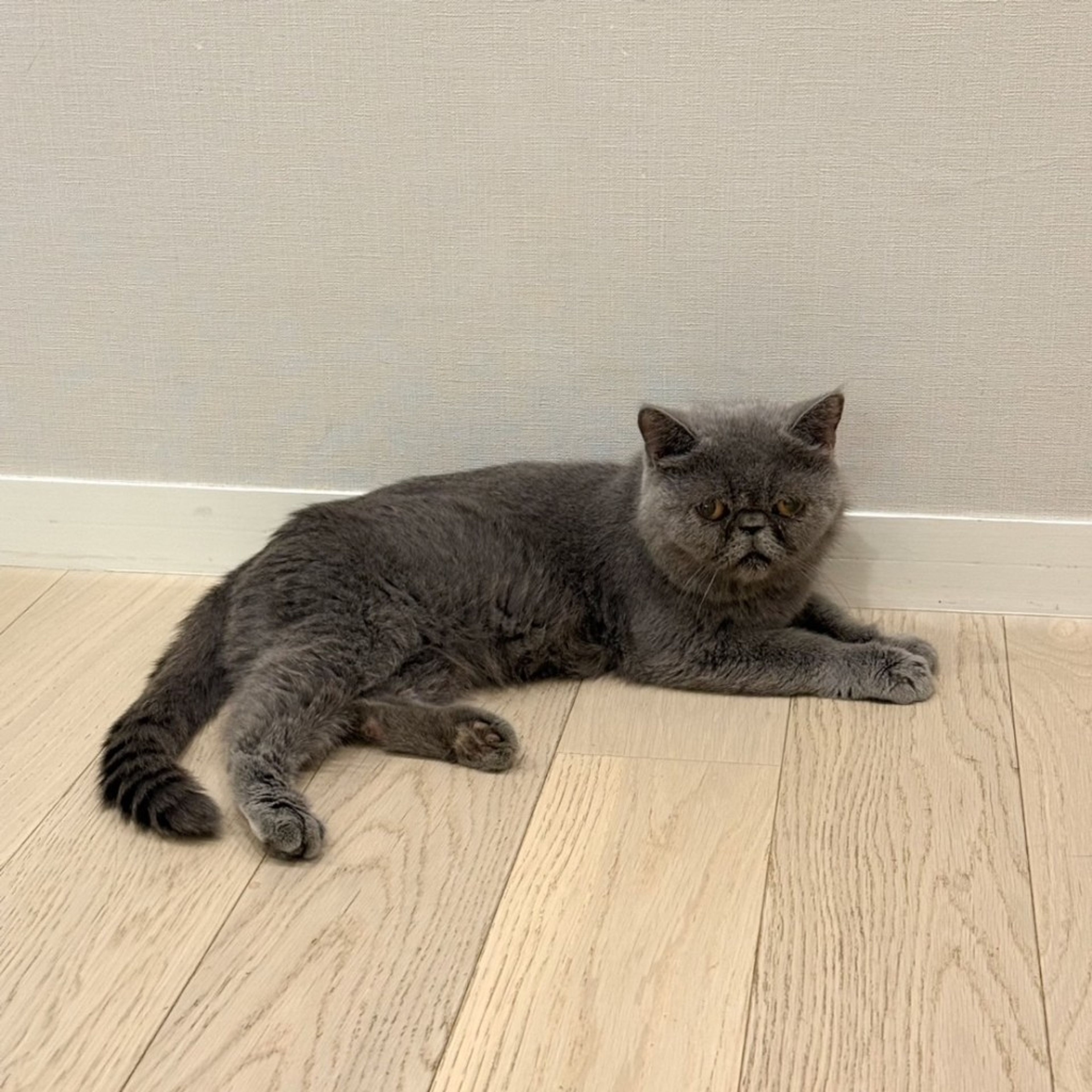 pet-image-4