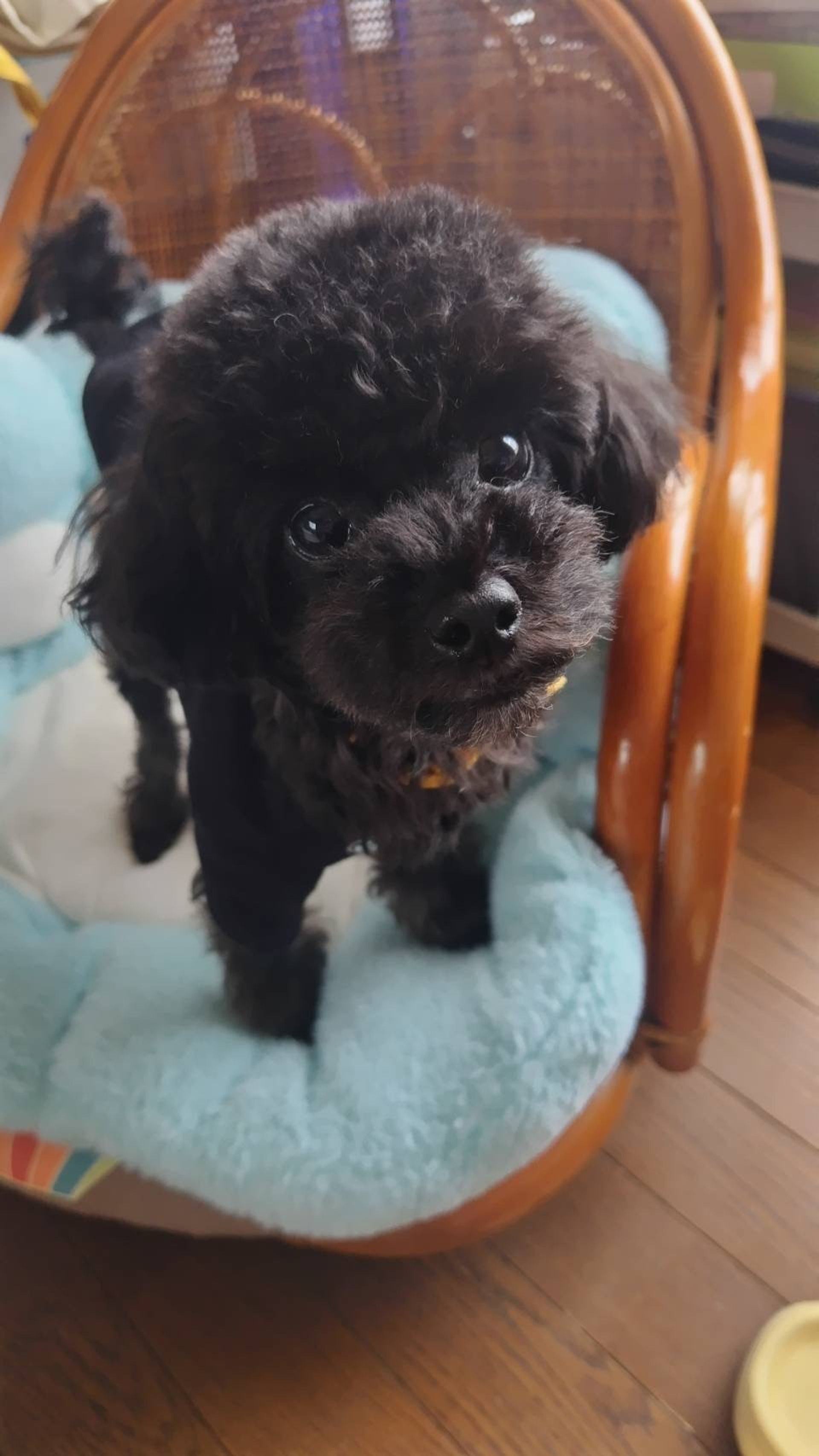 雑種（ミックス犬）・メスの里親募集の写真