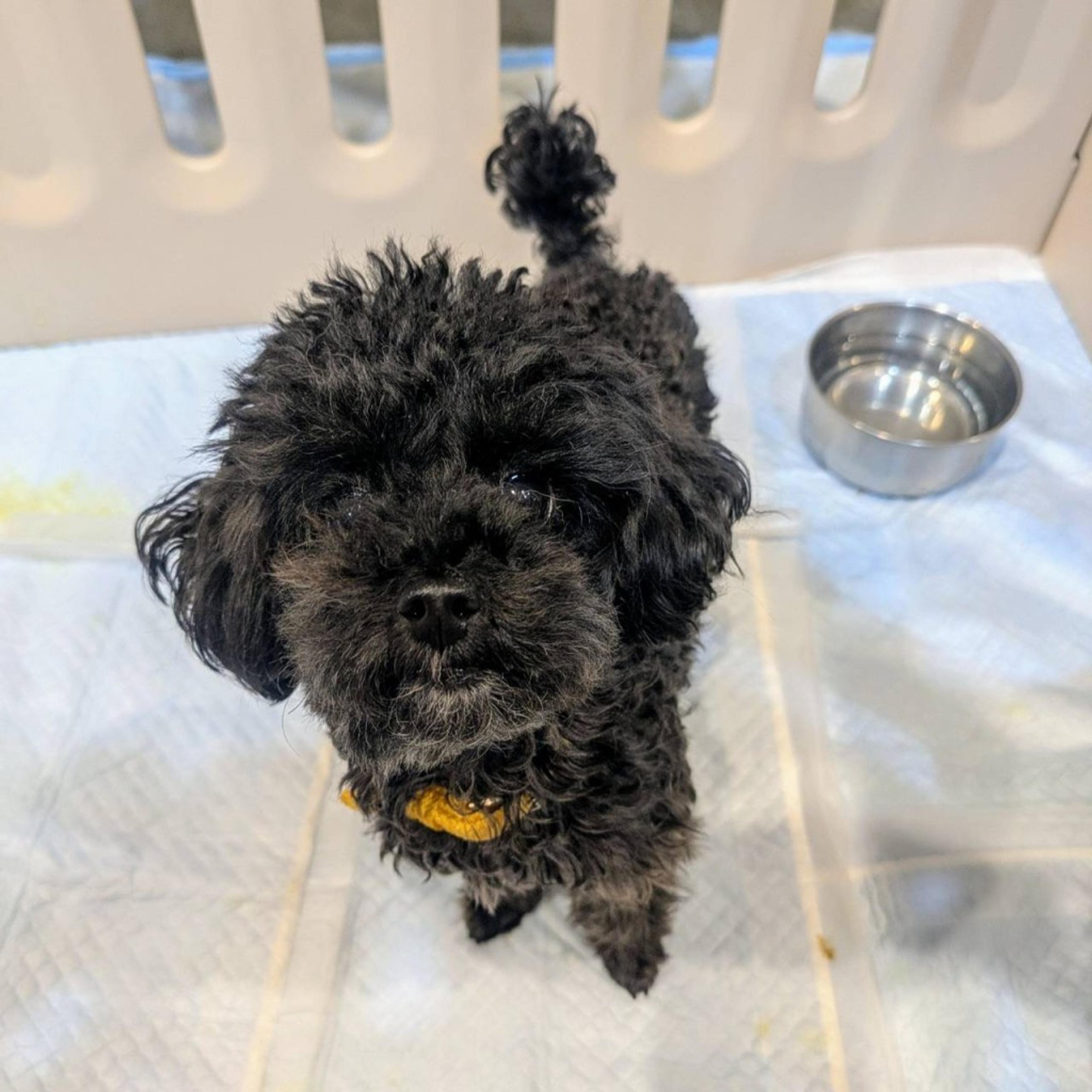 pet-image-2