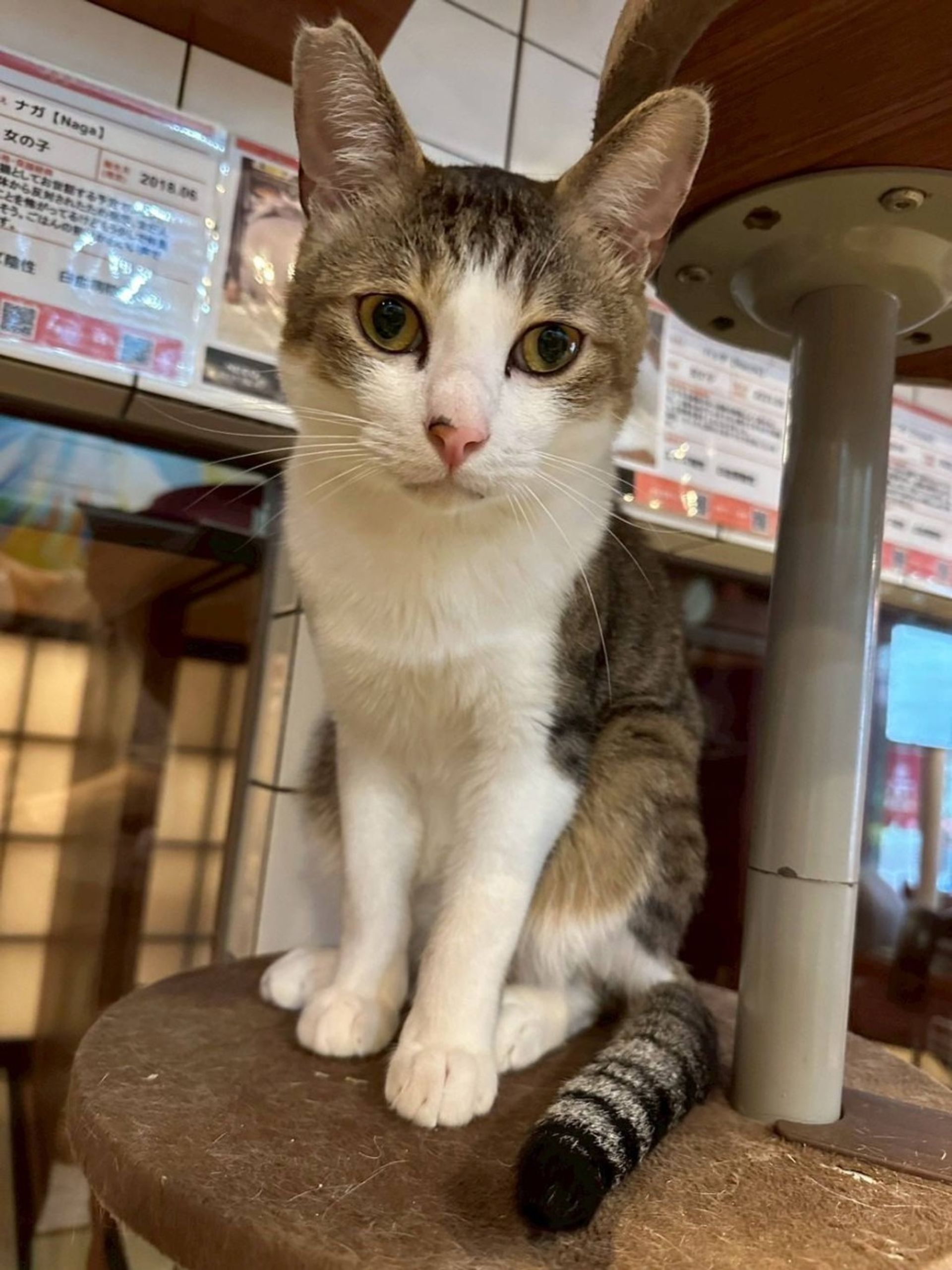 雑種（ミックス猫）・オスの里親募集の写真