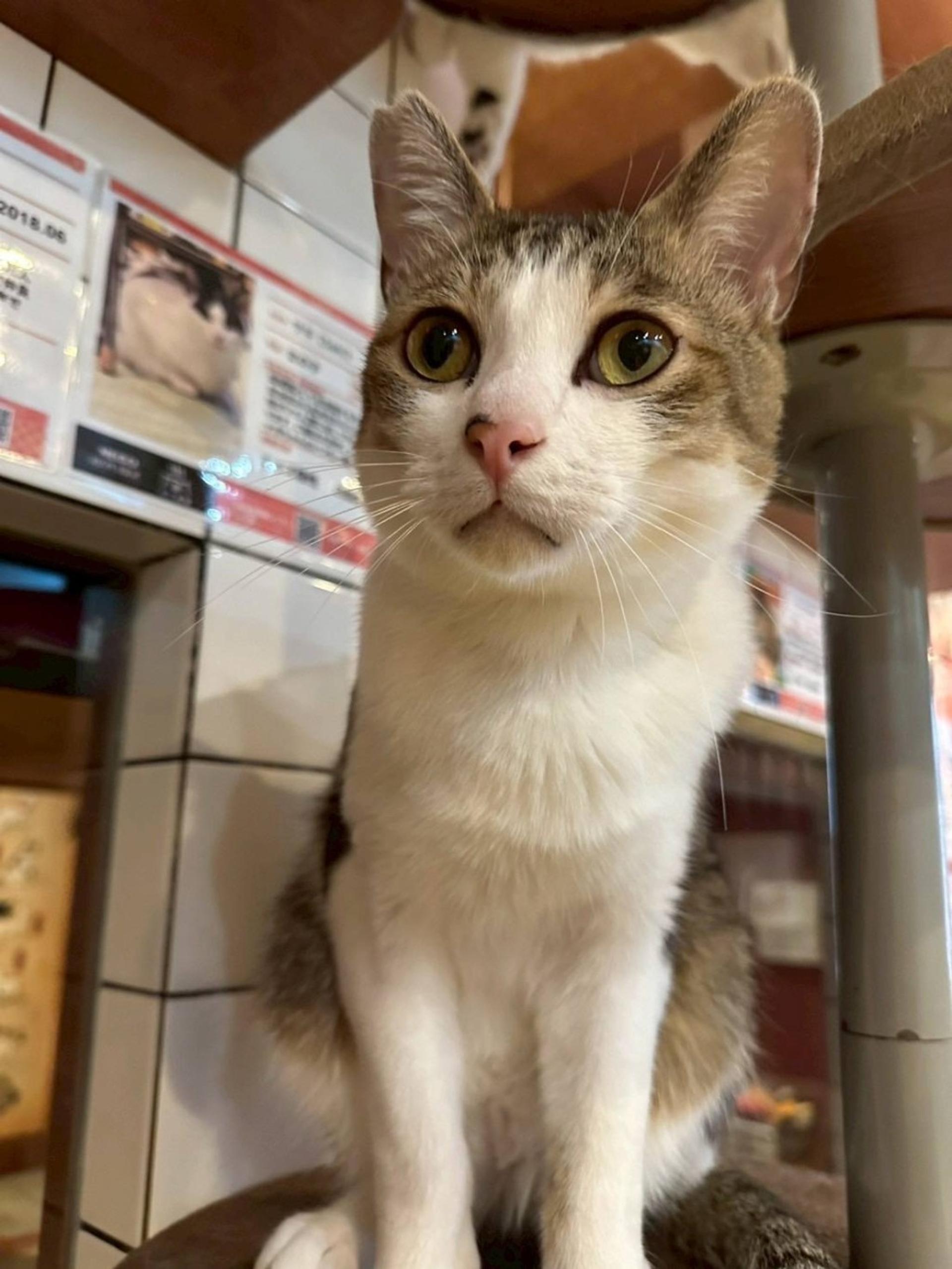 pet-image-2
