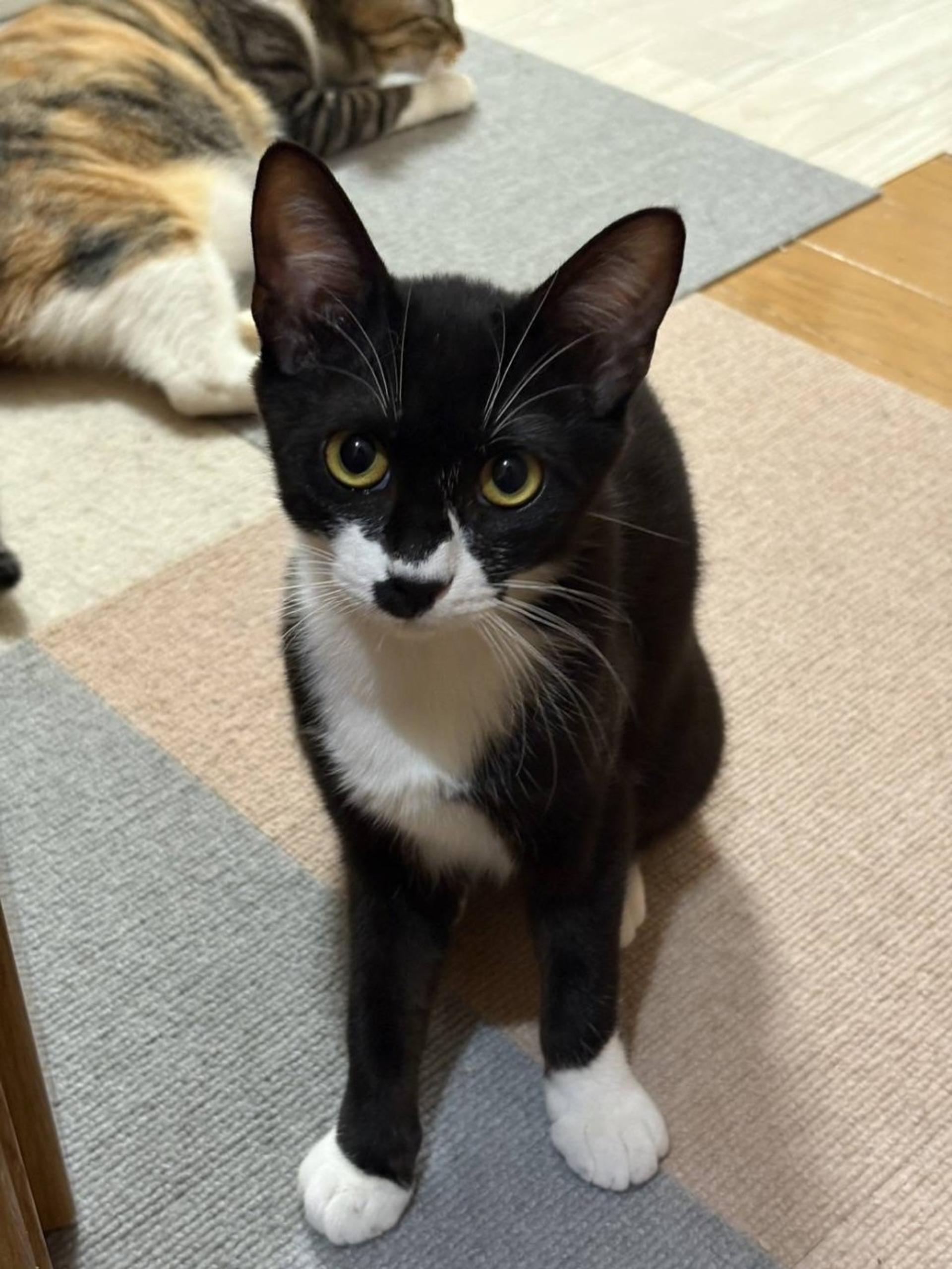 pet-image-3