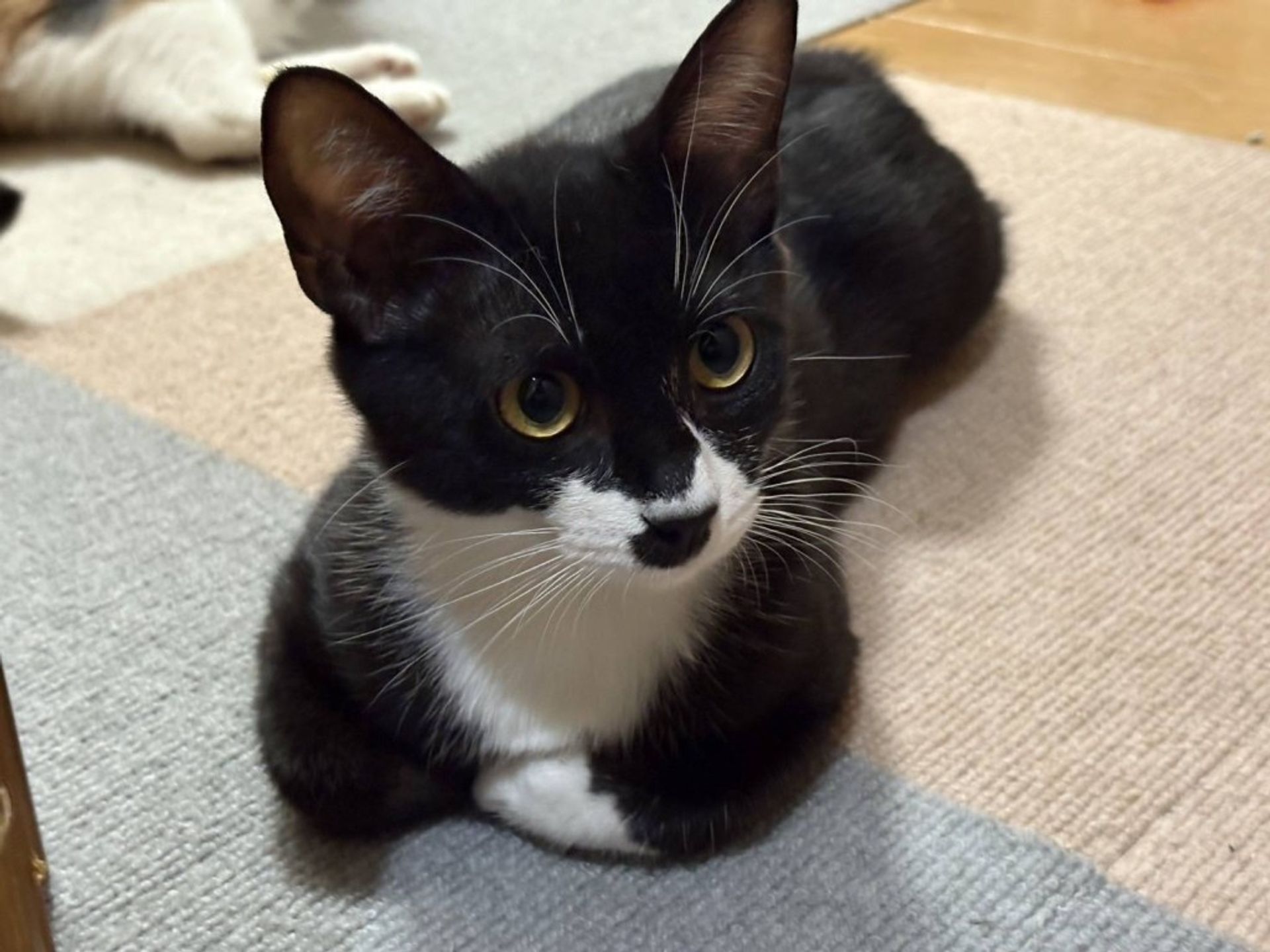 雑種（ミックス猫）・メスの里親募集の写真