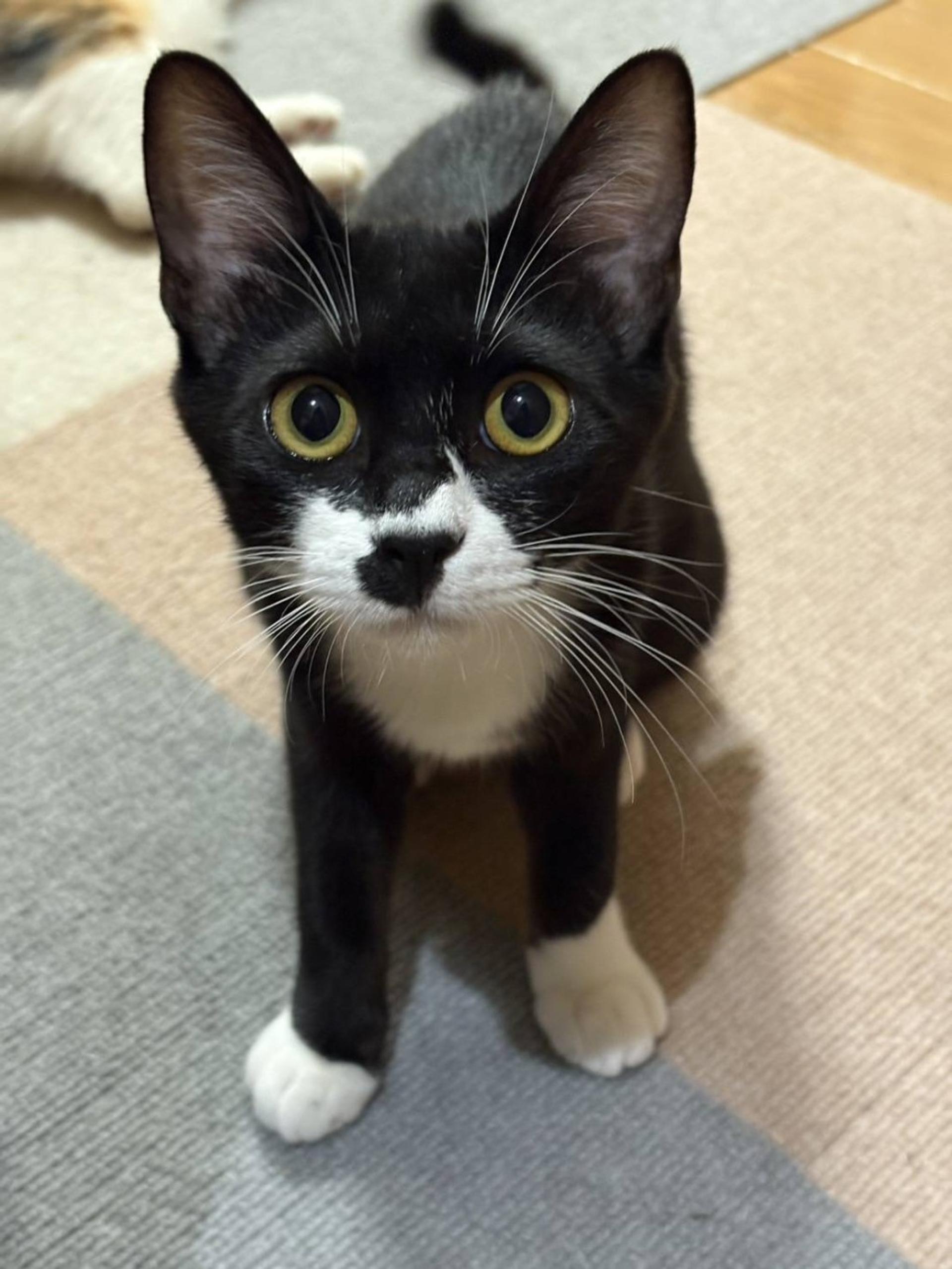 pet-image-2