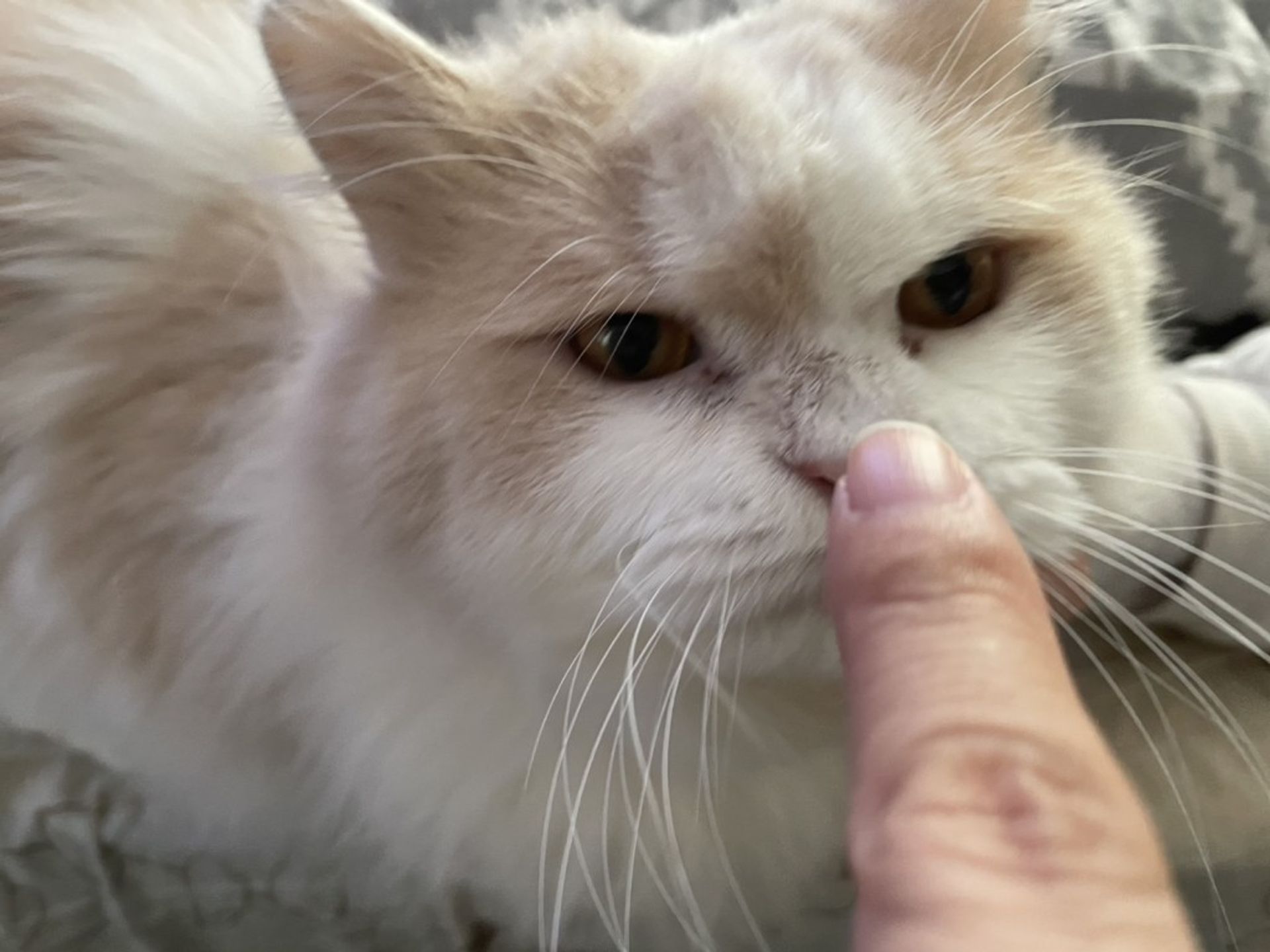 雑種（ミックス猫）・オスの里親募集の写真