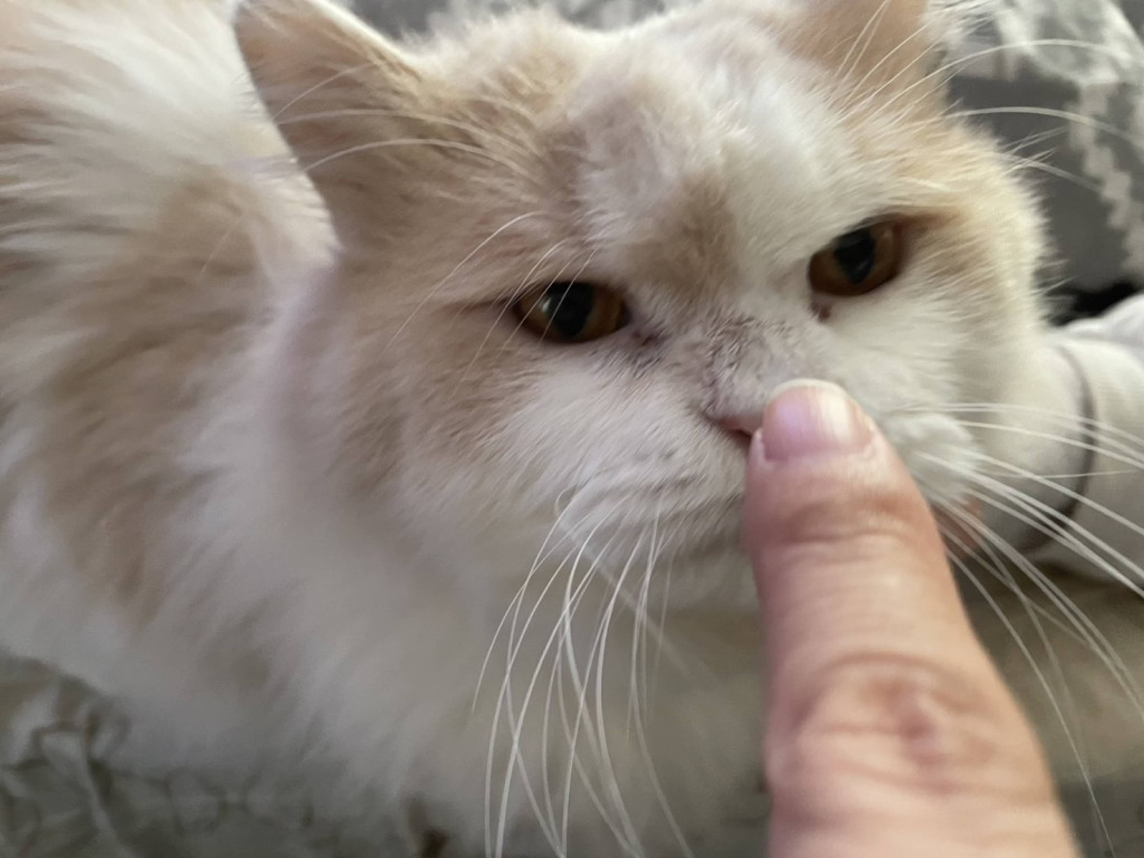 雑種（ミックス猫）・オスの里親募集の写真