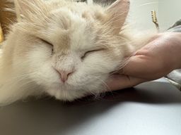 thumb-1