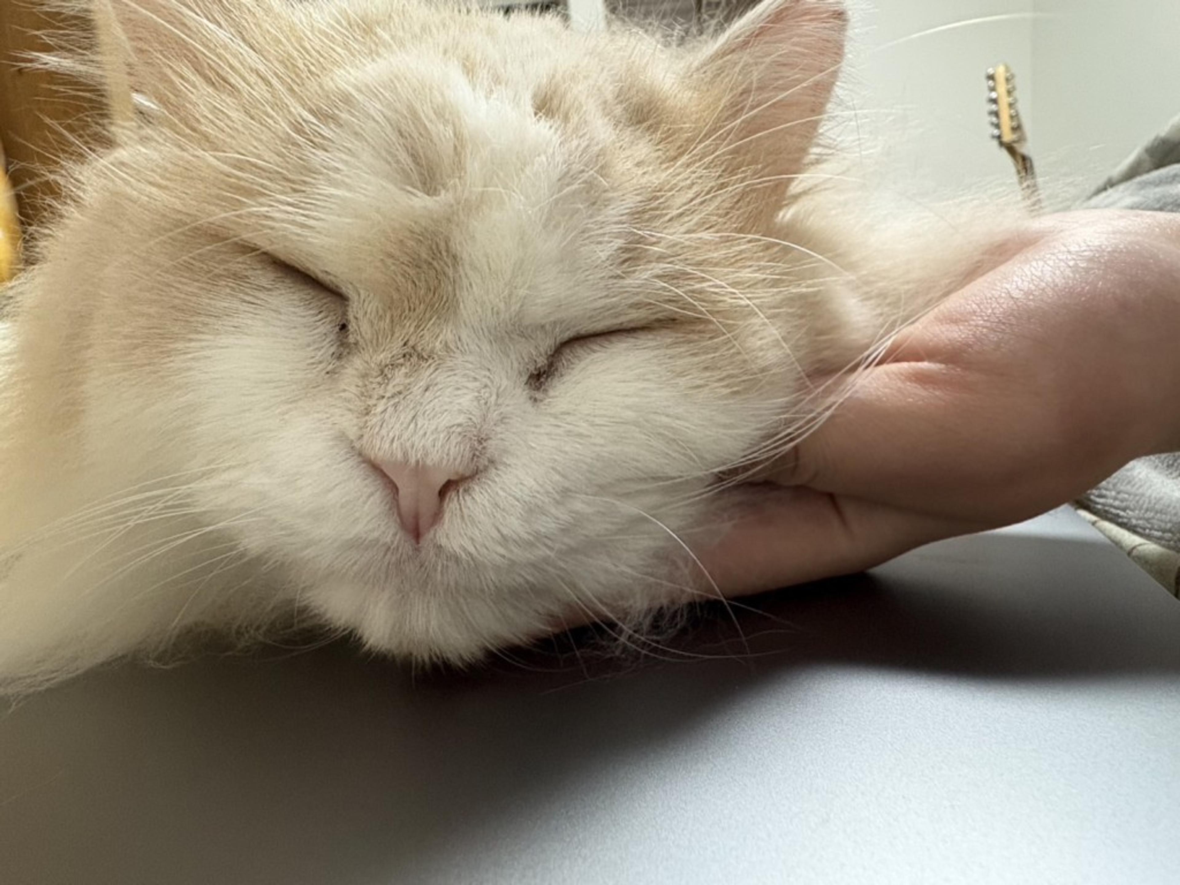 pet-image-2