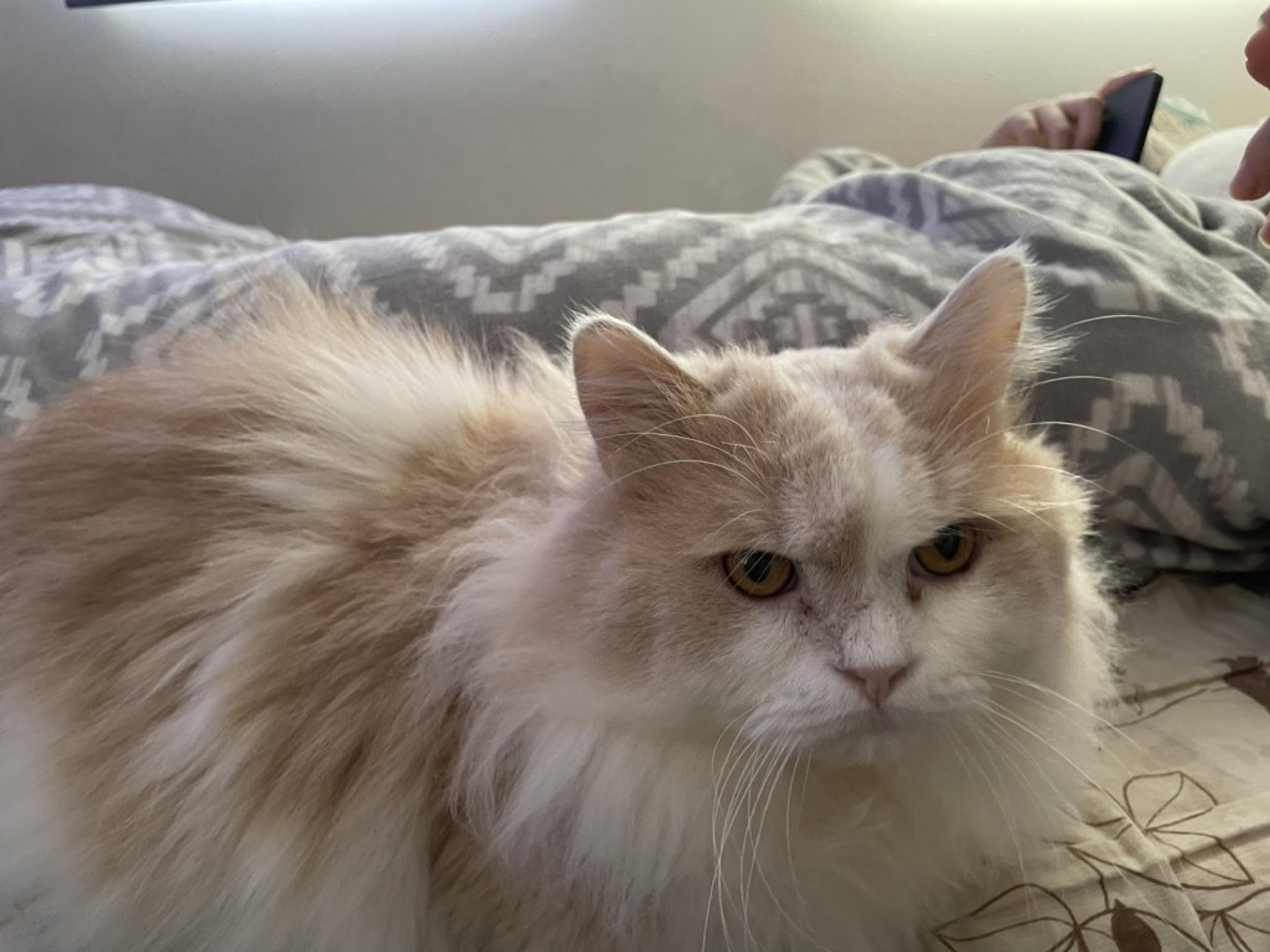 pet-image-3
