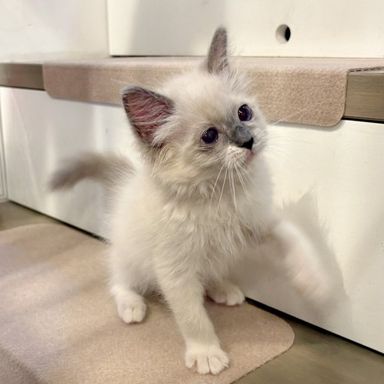 ふわり