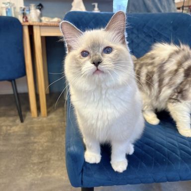 ふわり