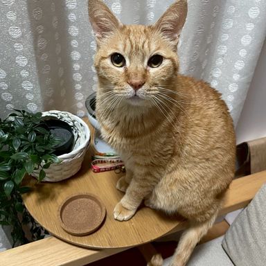 雑種（ミックス猫）・オスの里親募集の写真