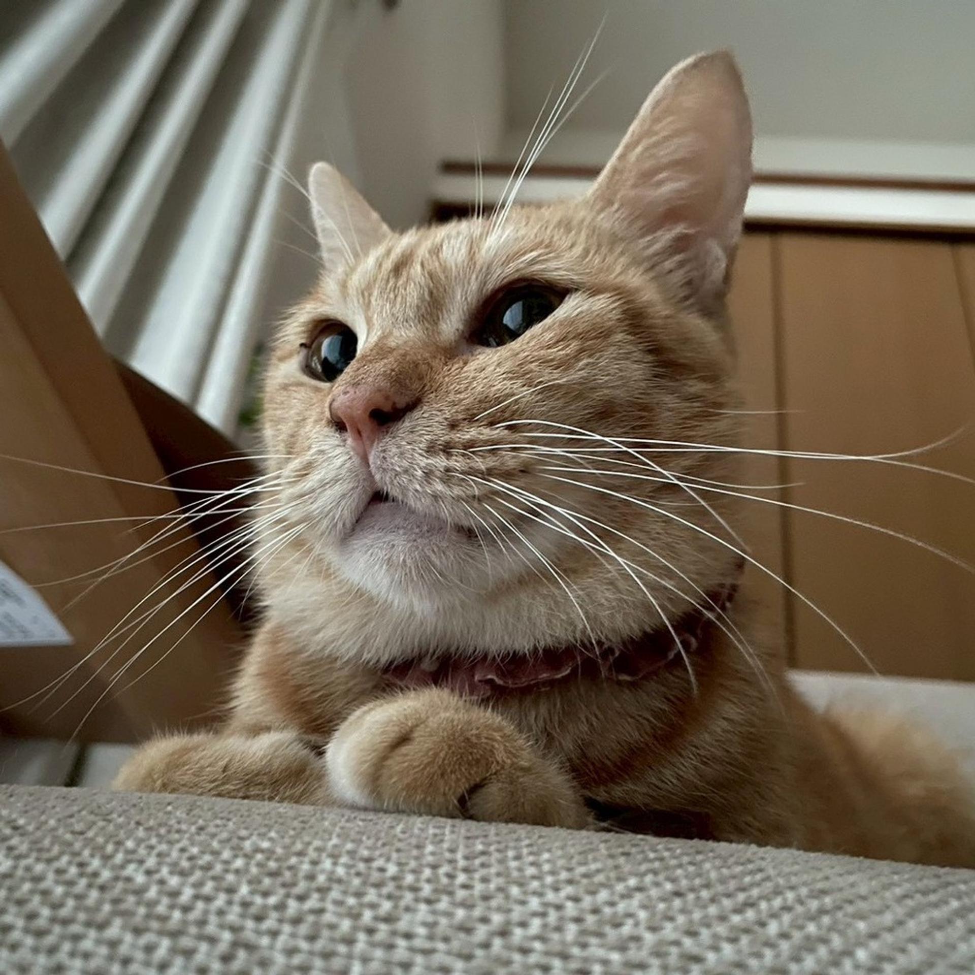 pet-image-5