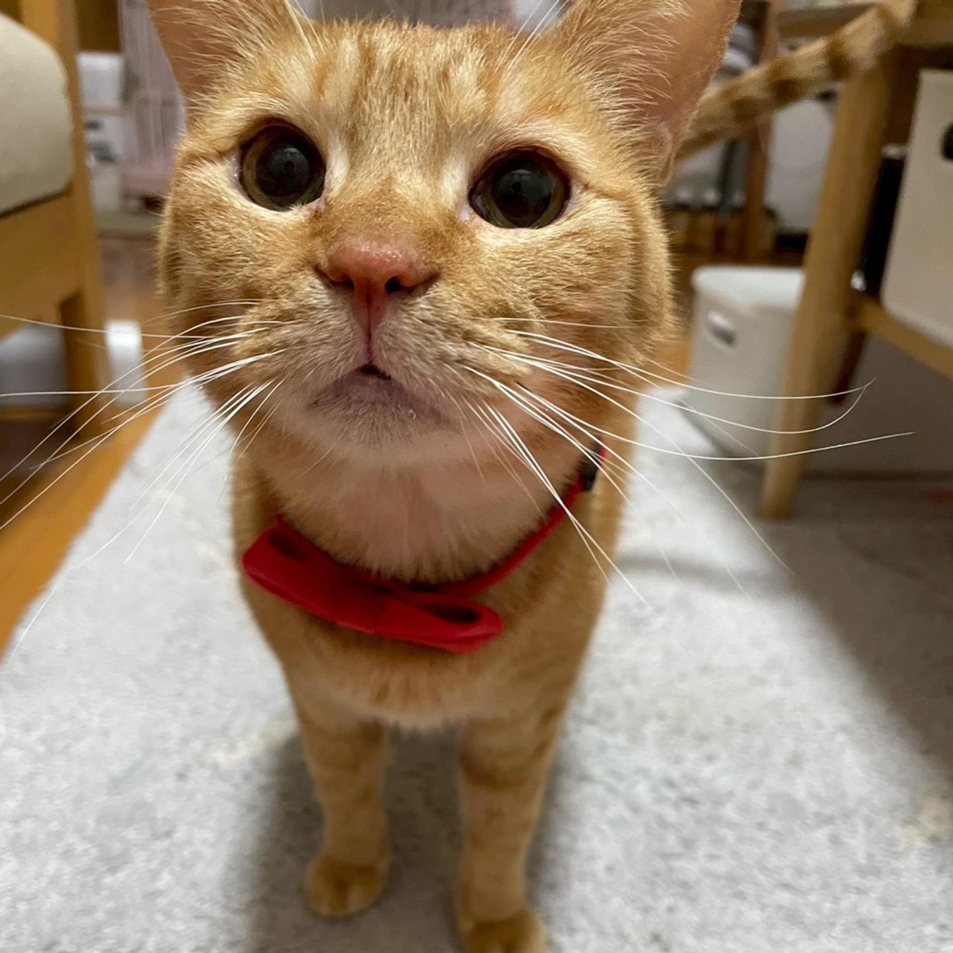 pet-image-7