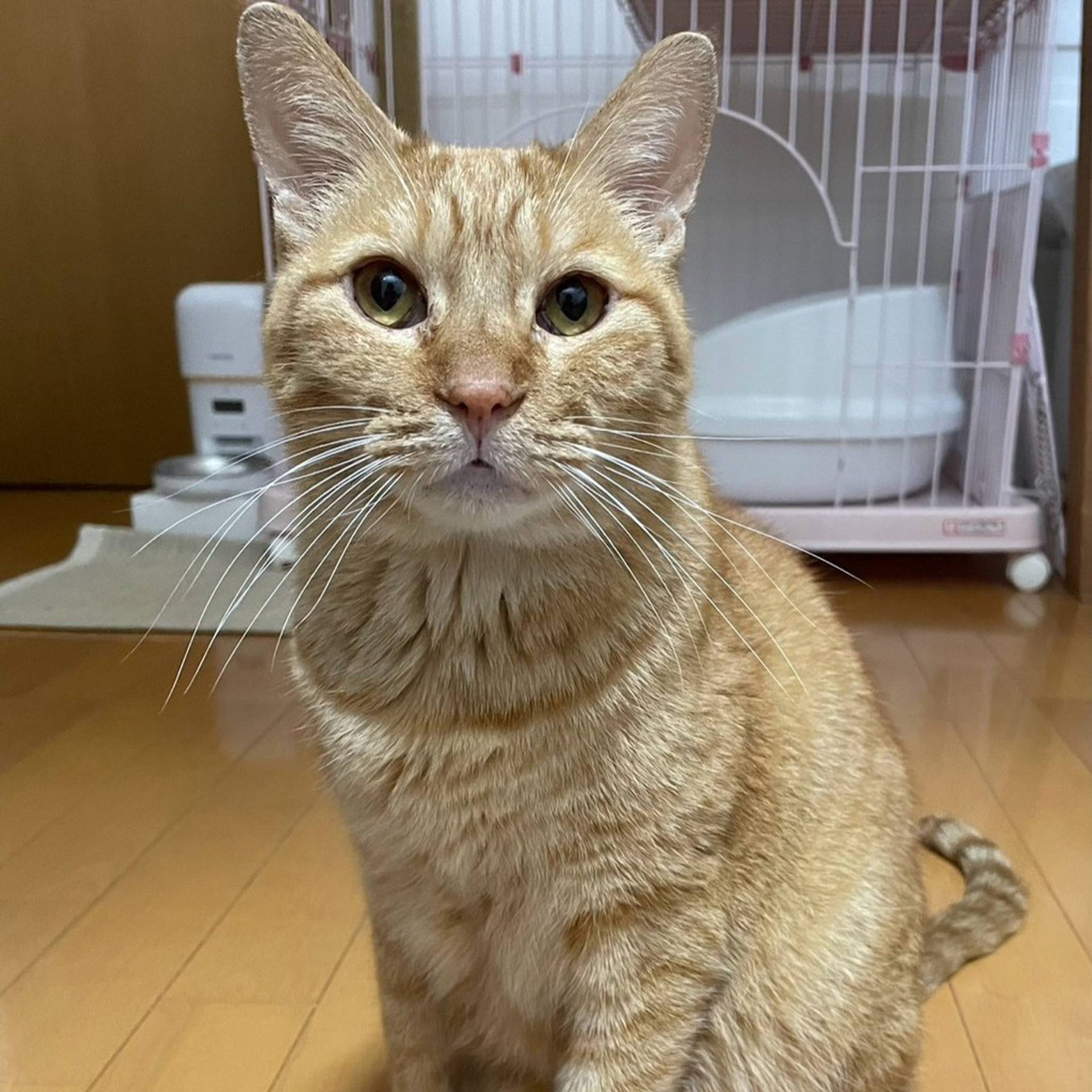 雑種（ミックス猫）・オスの里親募集の写真