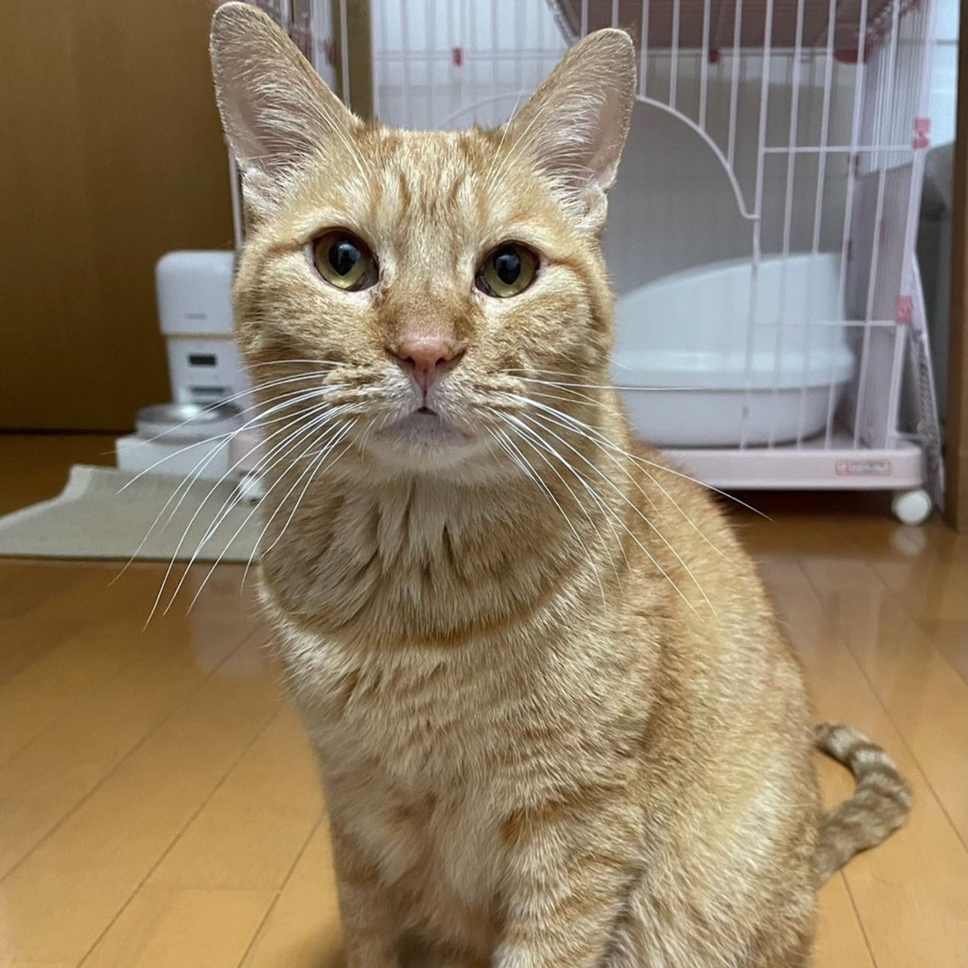 雑種（ミックス猫）・オスの里親募集の写真