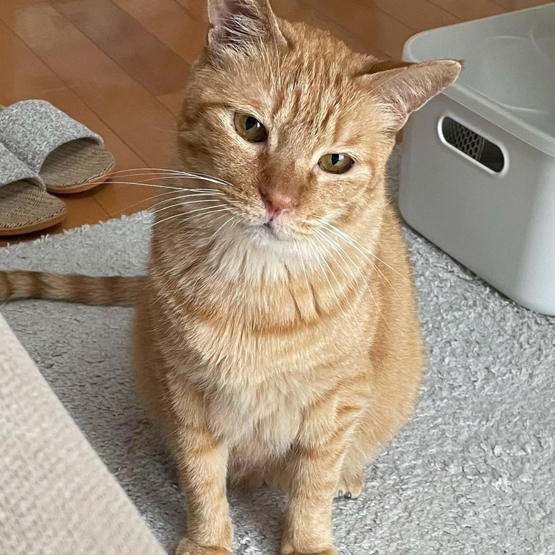 pet-image-2