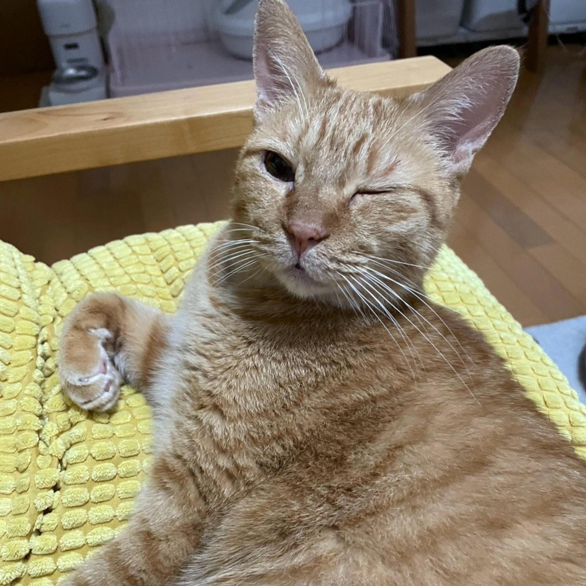 pet-image-6