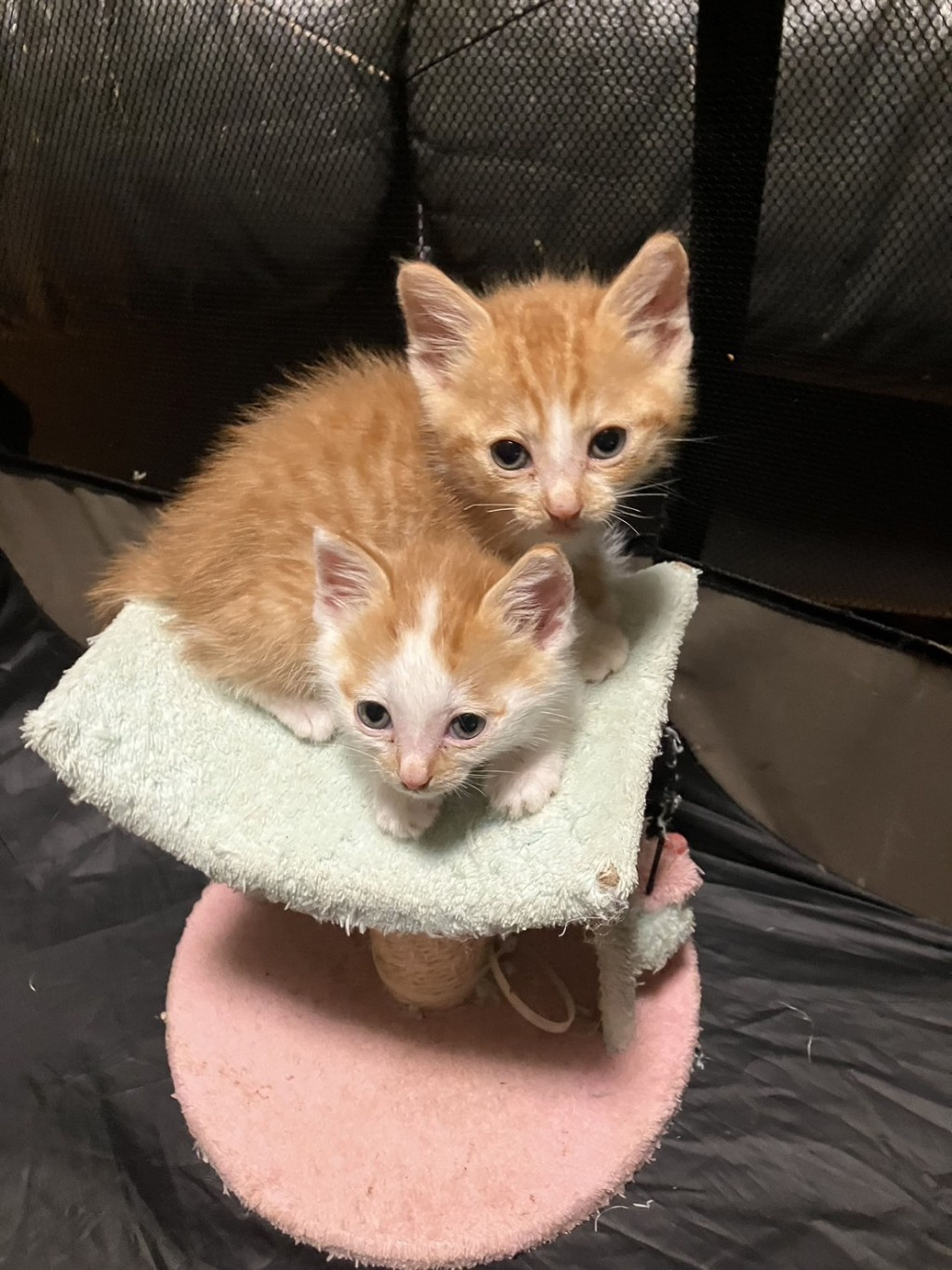 雑種（ミックス猫）・オスの里親募集の写真