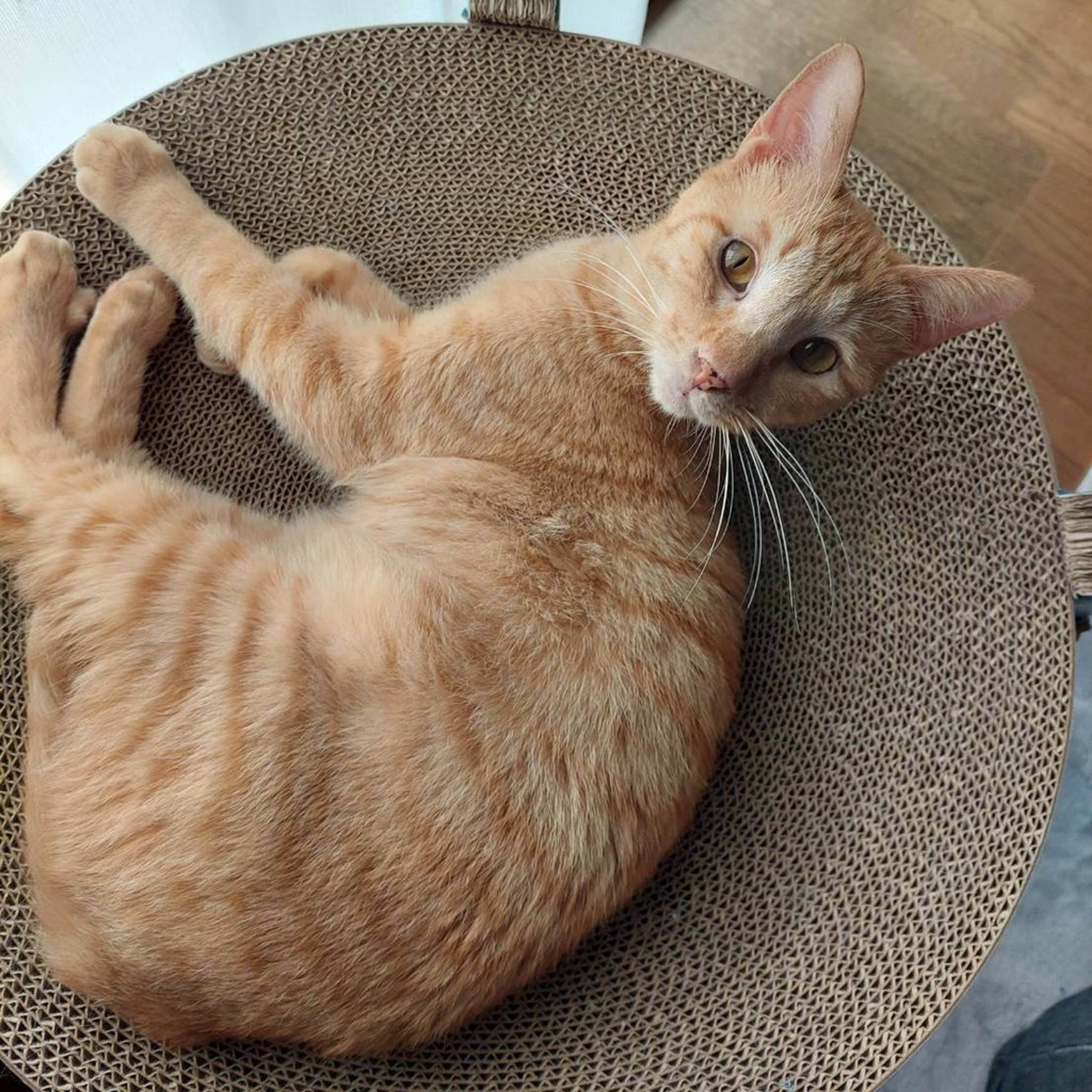 雑種（ミックス猫）・オスの里親募集の写真