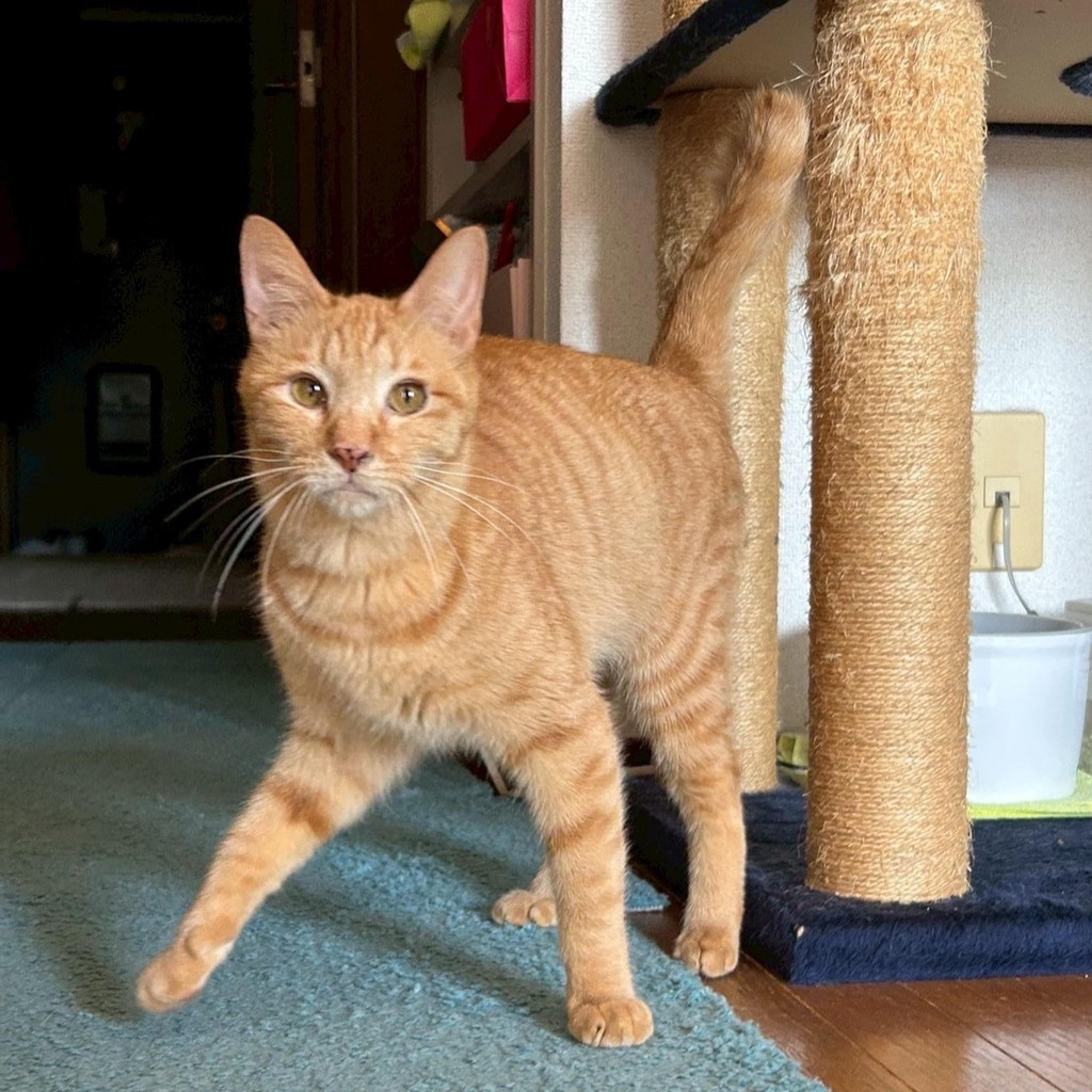 pet-image-3