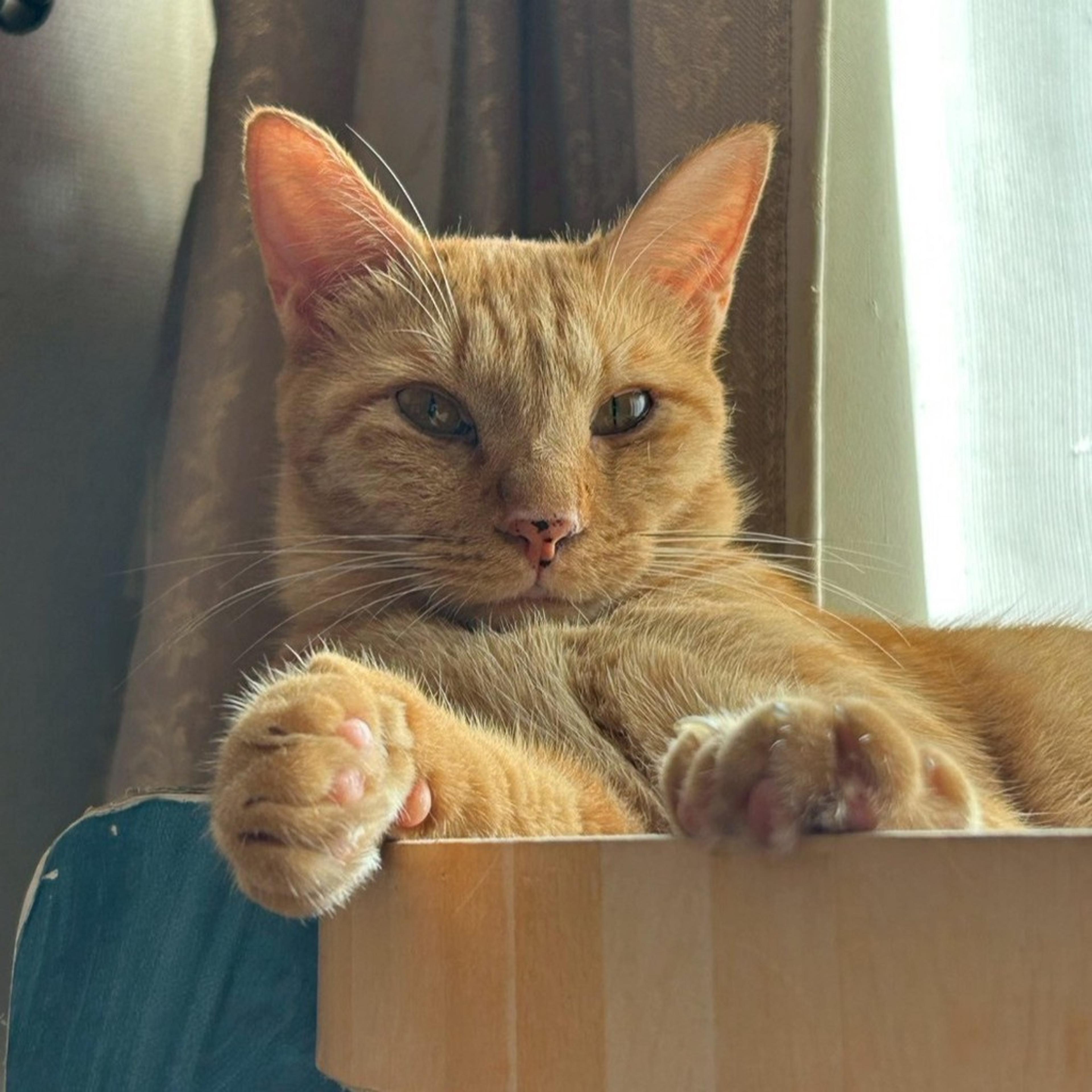 pet-image-4