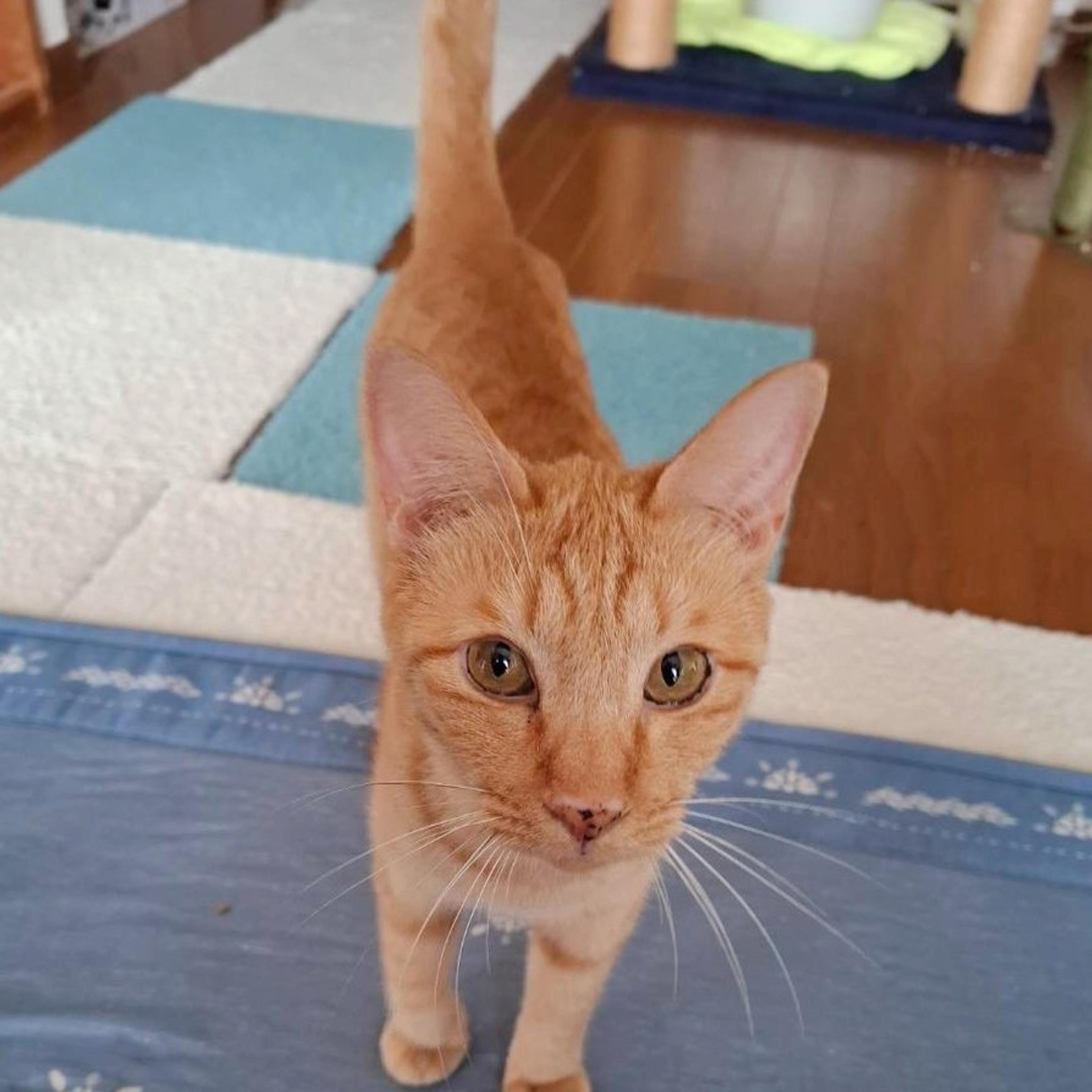 pet-image-5