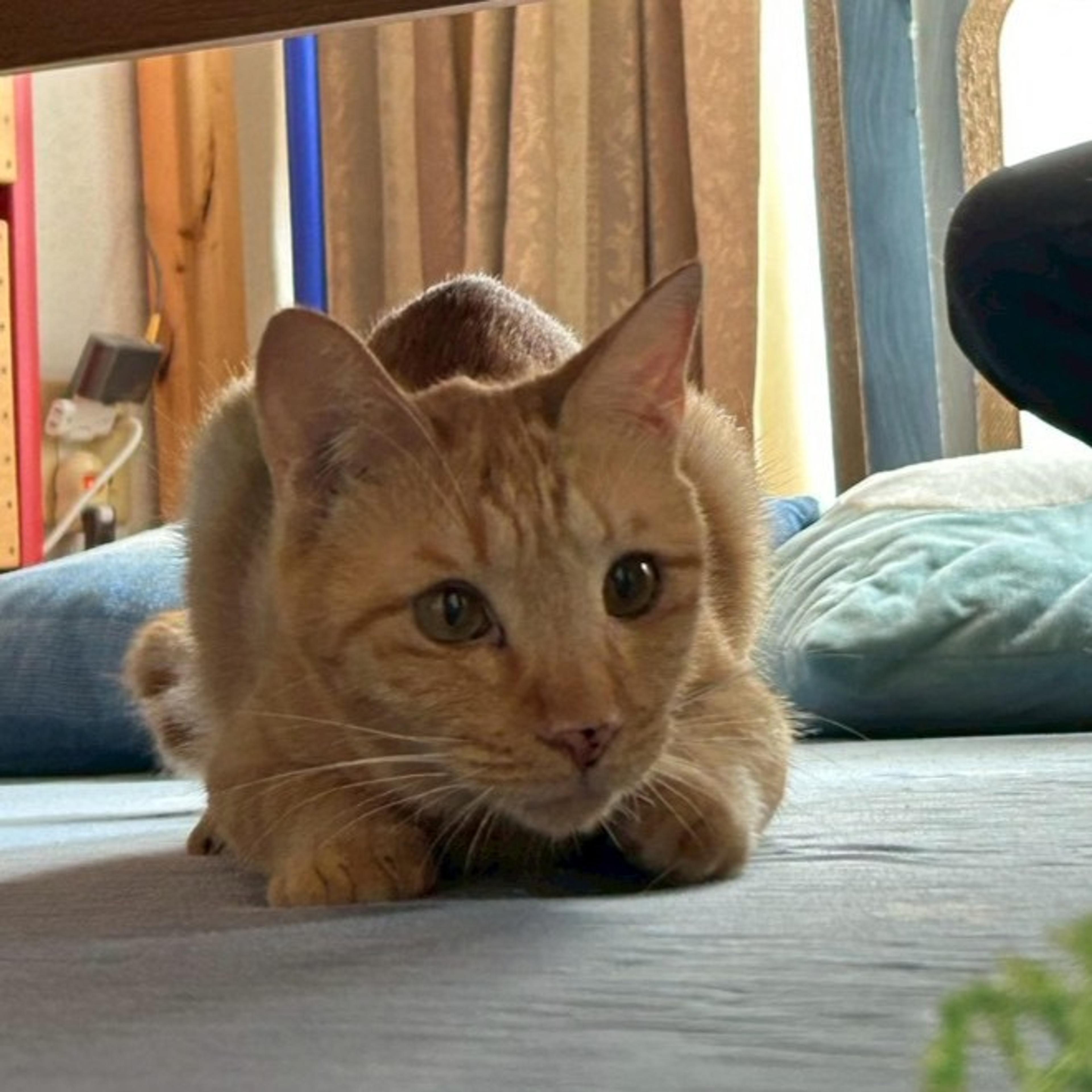 pet-image-6